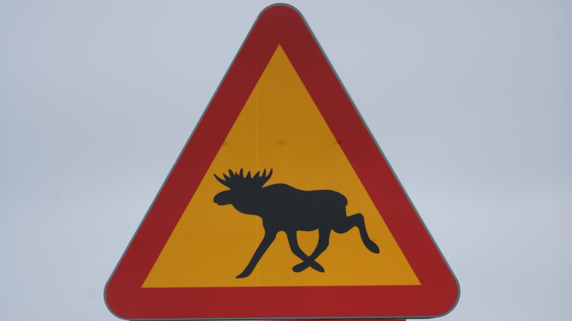 Sju viltolyckor inträffade inom loppet av två timmar i Jämtlands län. I fyra av dem var älgar inblandade. Arkivbild.
