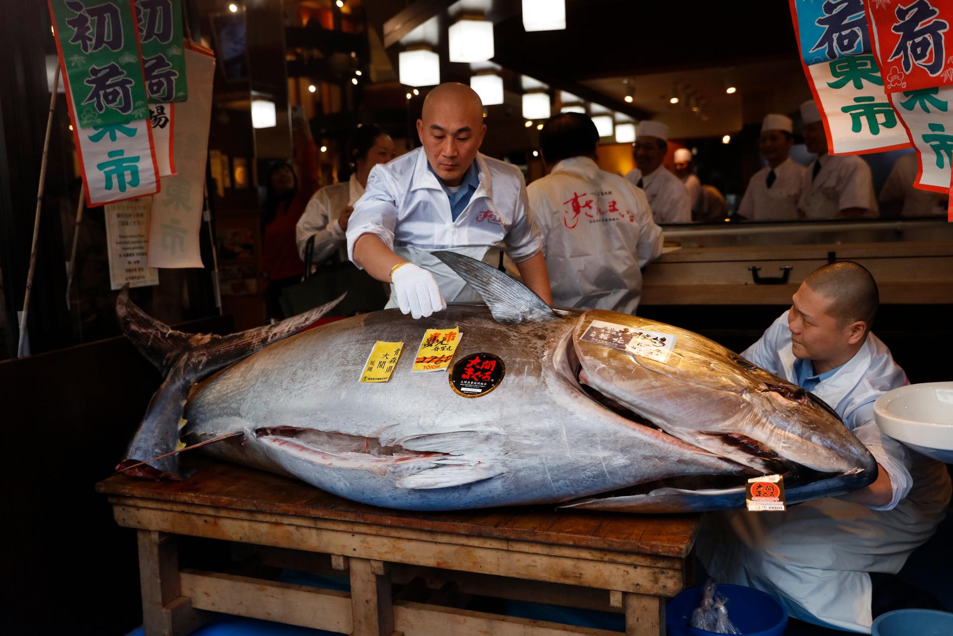 Мясо дорогих рыб. Тунец 600 кг рыба. Голубой тунец весом 278 кг. Рыбный аукцион в Японии тунец.
