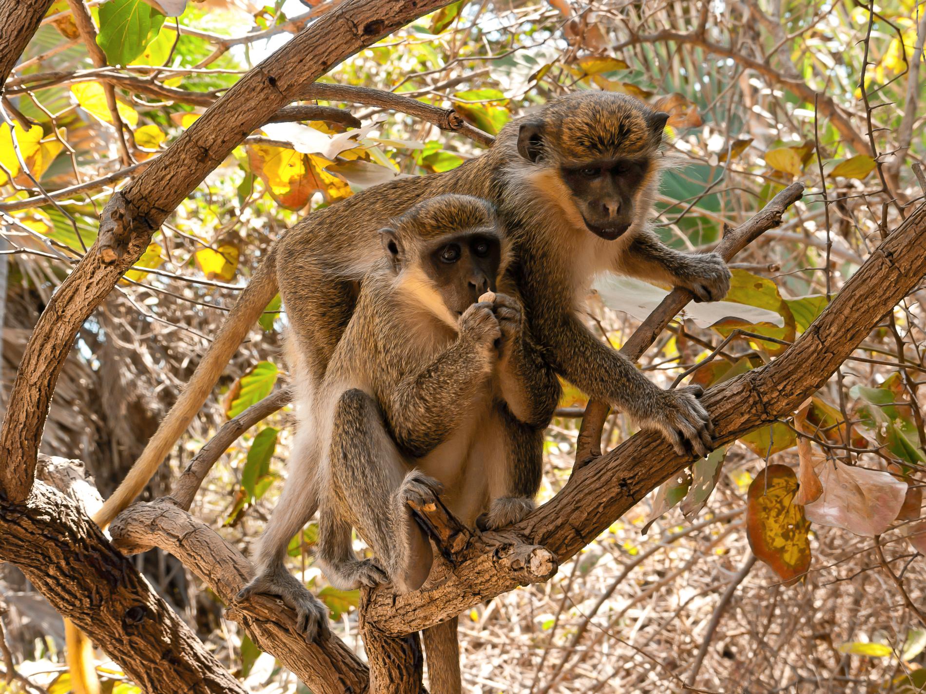 Vid Senegambia ligger en park full av apor. 