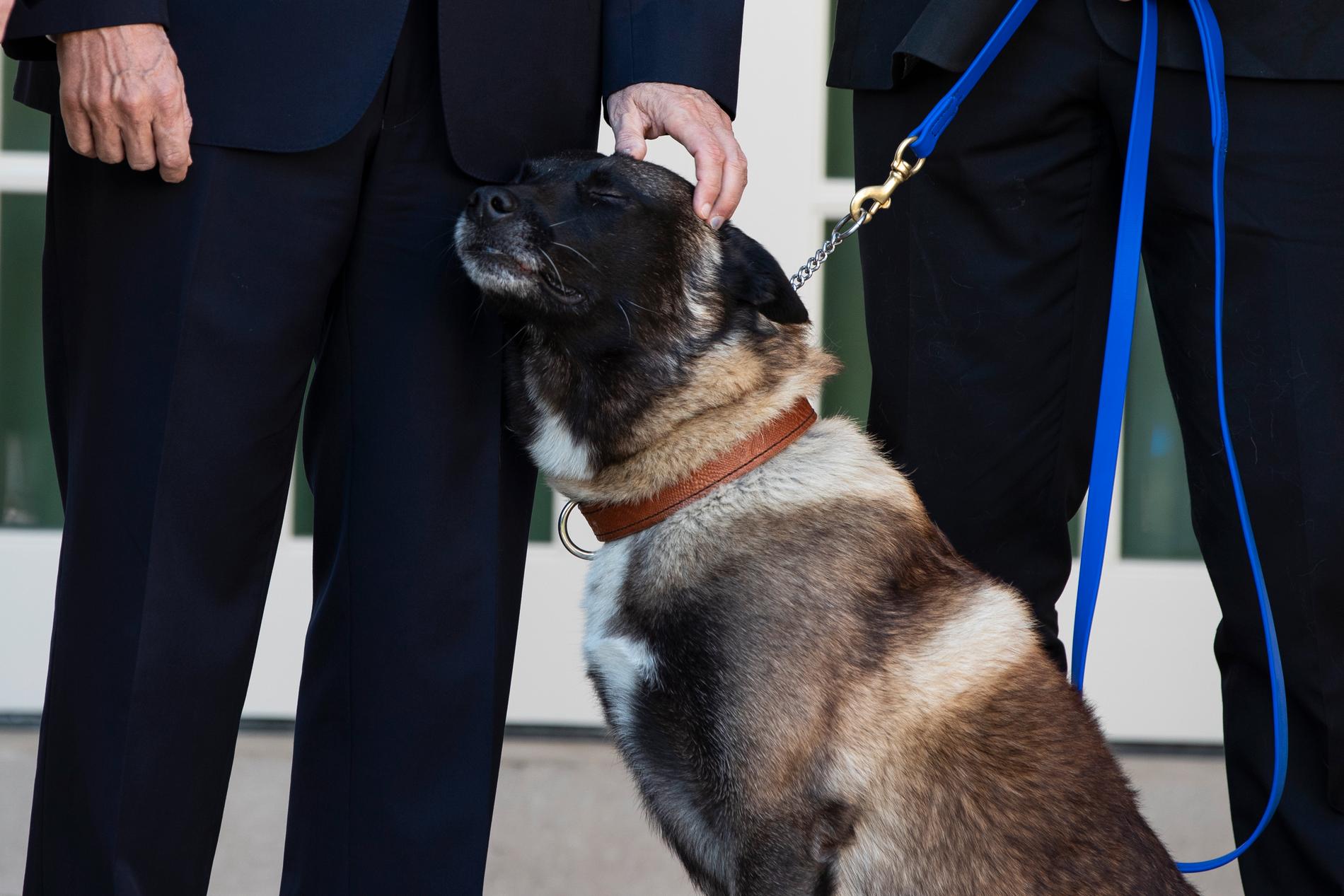 Hunden Conan njuter av att bli klappad av vicepresident Mike Pence.