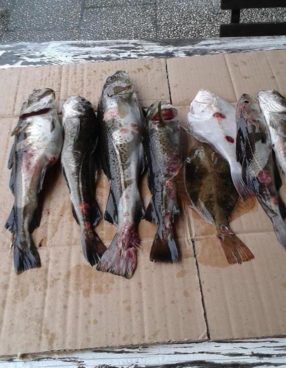 Skadad fisk som Kiviksfiskaren Ola Johnsson fick upp i Hanöbukten innan han bestämde sig för att lägga av.