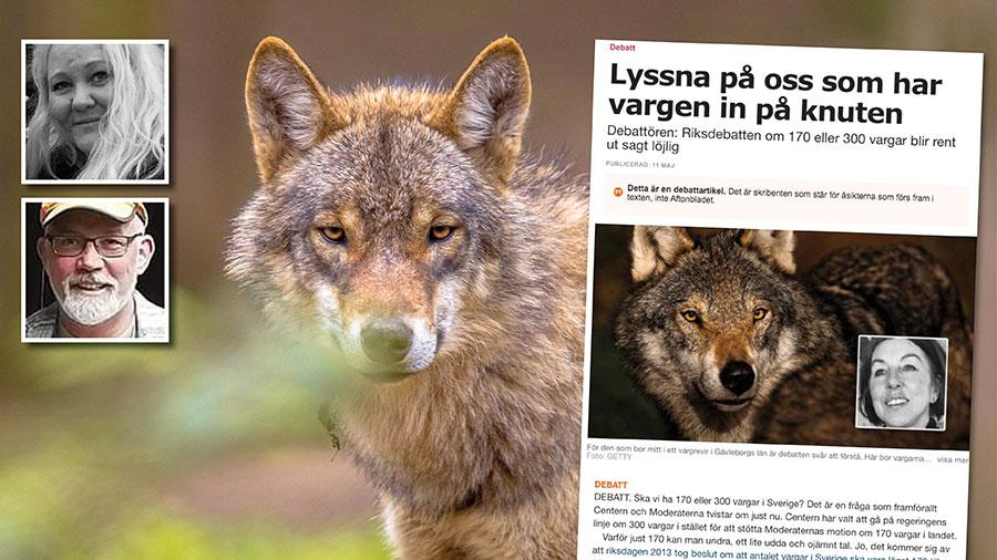 Det är rent horribelt att inte bara jägarnas organisationer utan också politiska partier i Sveriges riksdag kräver licensjakt på varg även 2021 på en redan starkt hotad vargstam. Replik från Marlen Fuglsang och Mikael Björn.