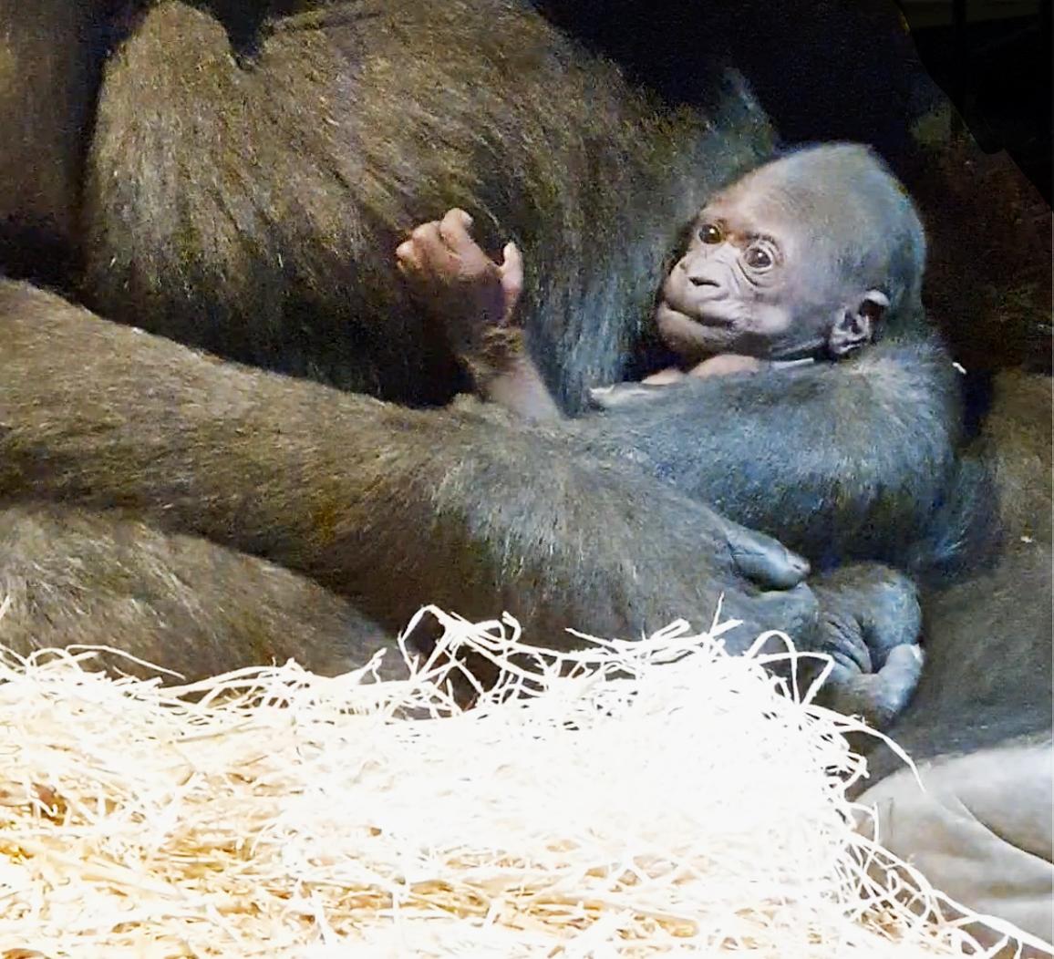 Gorillaungen är den tredje gorillan som fötts i Sverige.