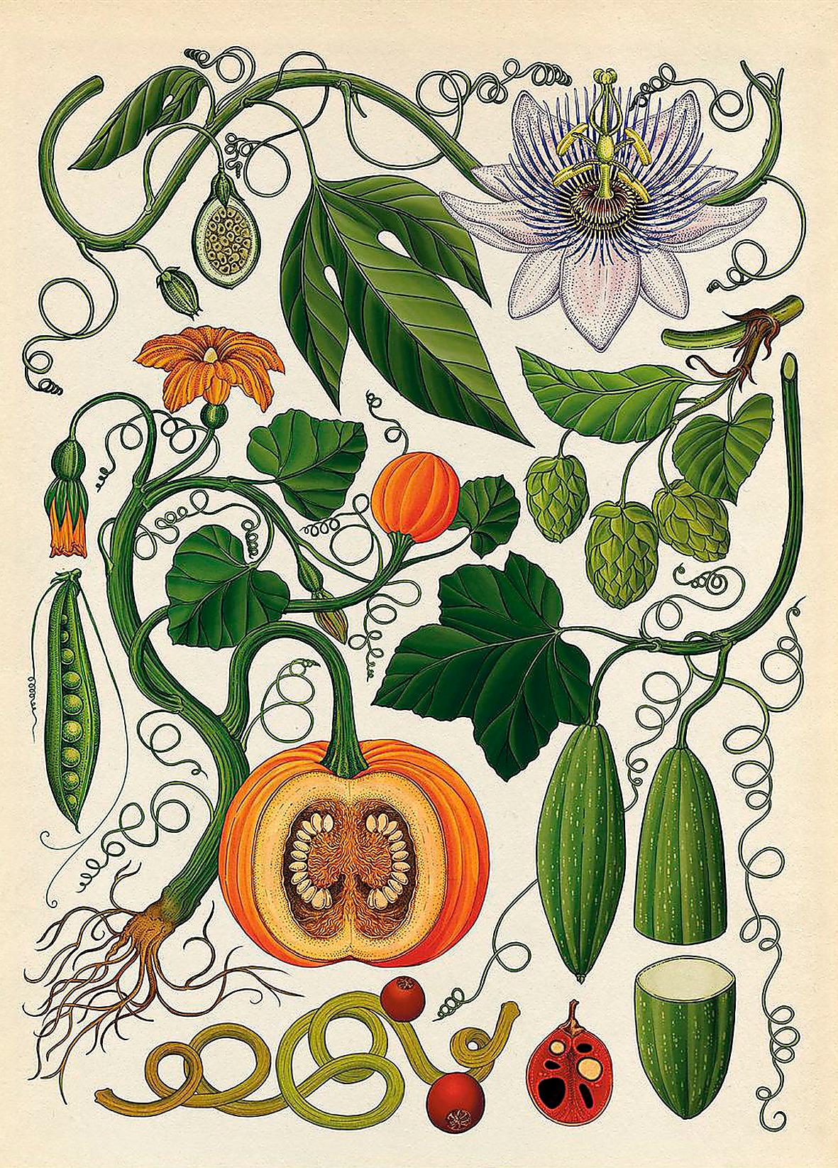 Katie Scotts illustrationer påminner om forna tiders skolplanscher. Här rankor och klätterväxter, bland annat humle, pumpa och passionsfrukt.