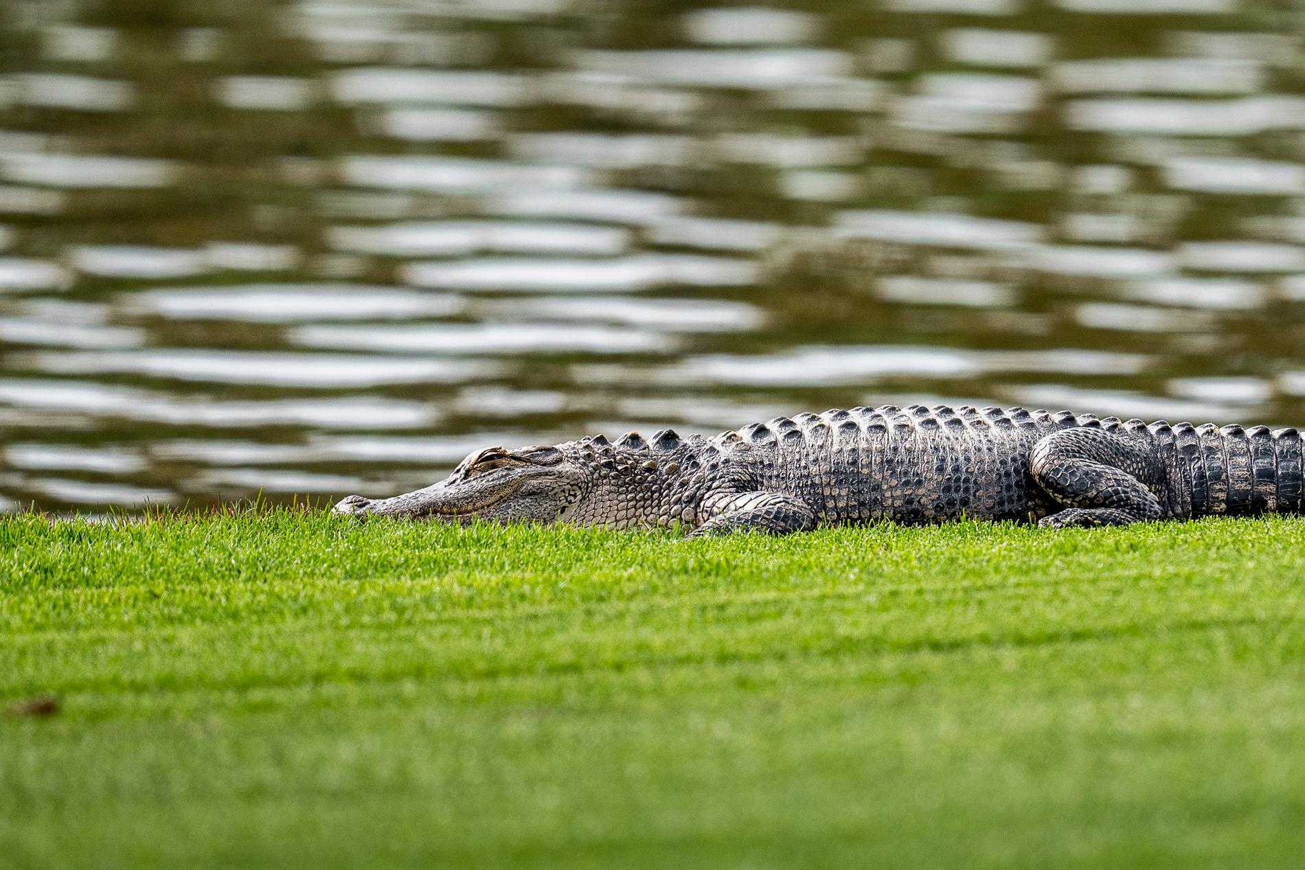 En alligator vilar i ruffen på det 18:e hålet. 