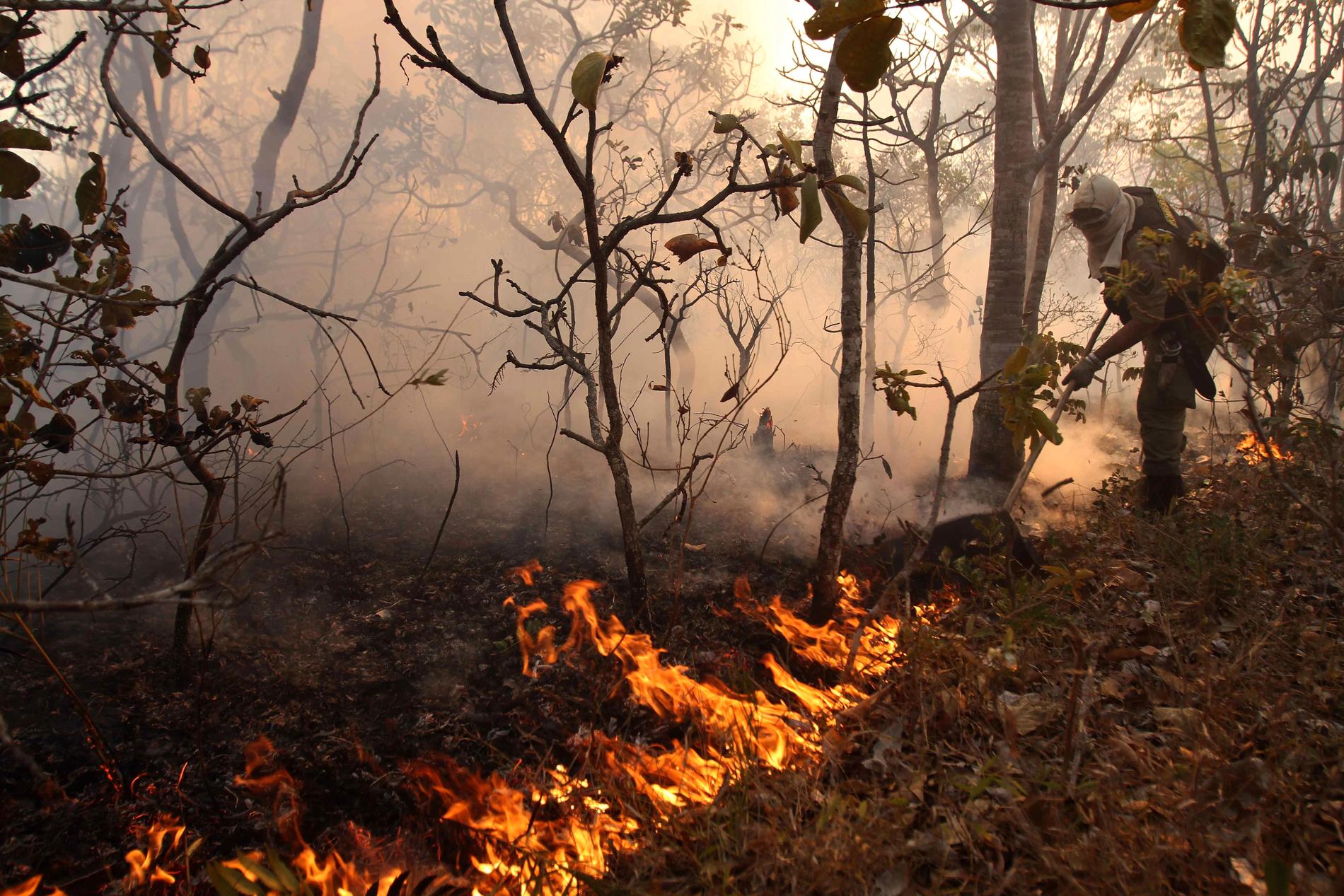Skog bränns ner för att utvidga bland annat betesmarker.
