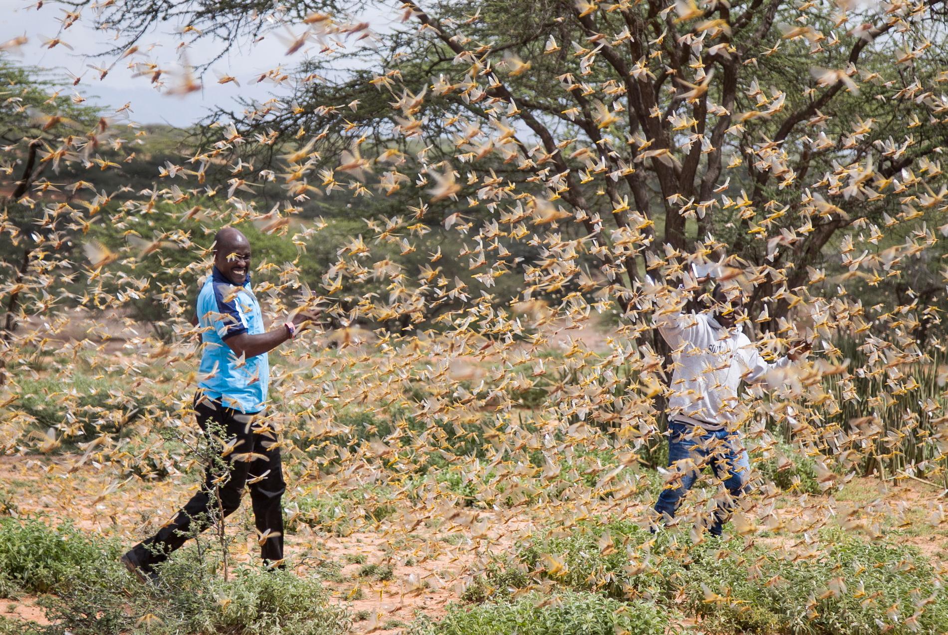 Två män som är omgivna av en svärm av gräshoppor i Samburu, Kenya. 
