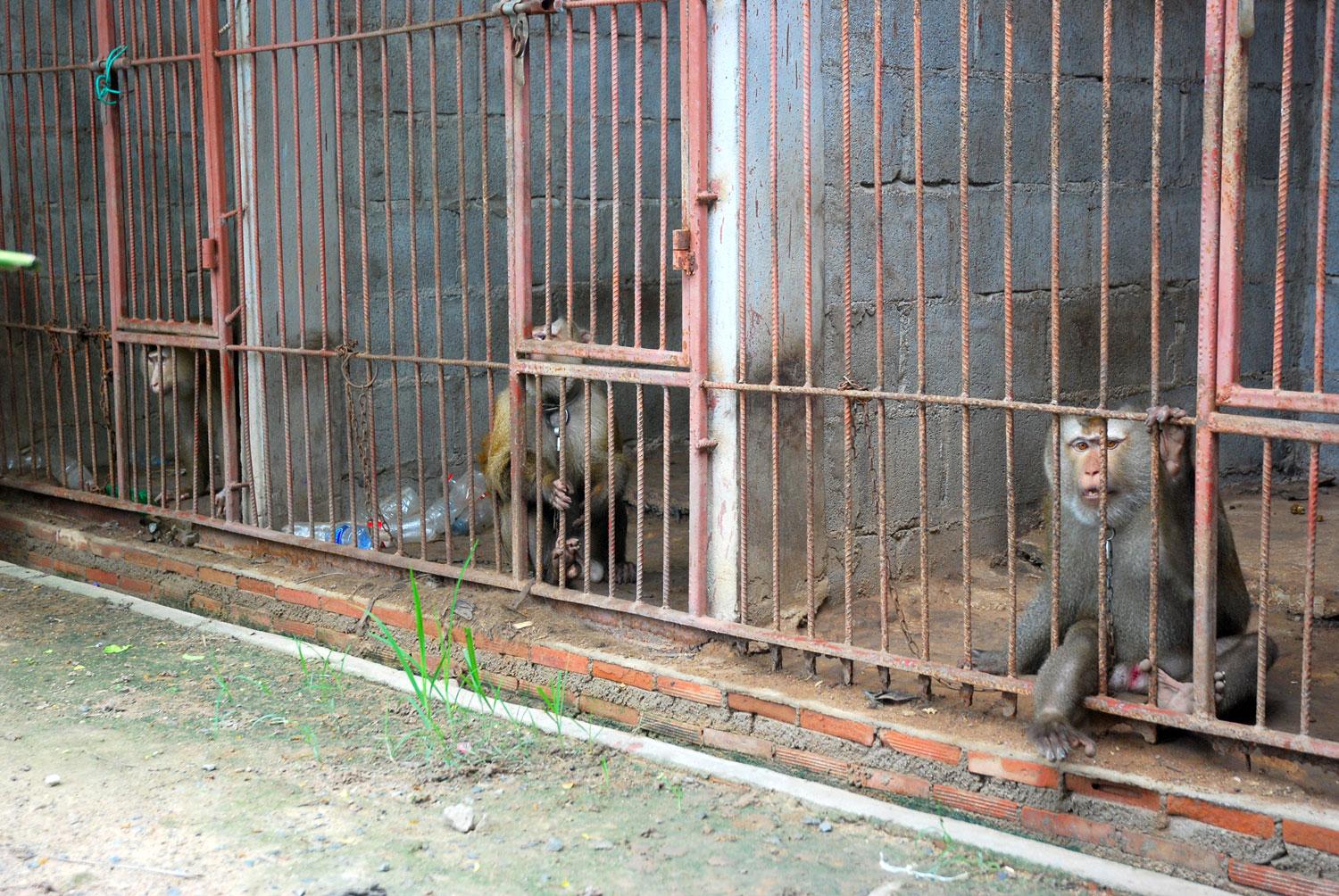 Vilda apor hålls i fångenskap, bilden från Thailand.