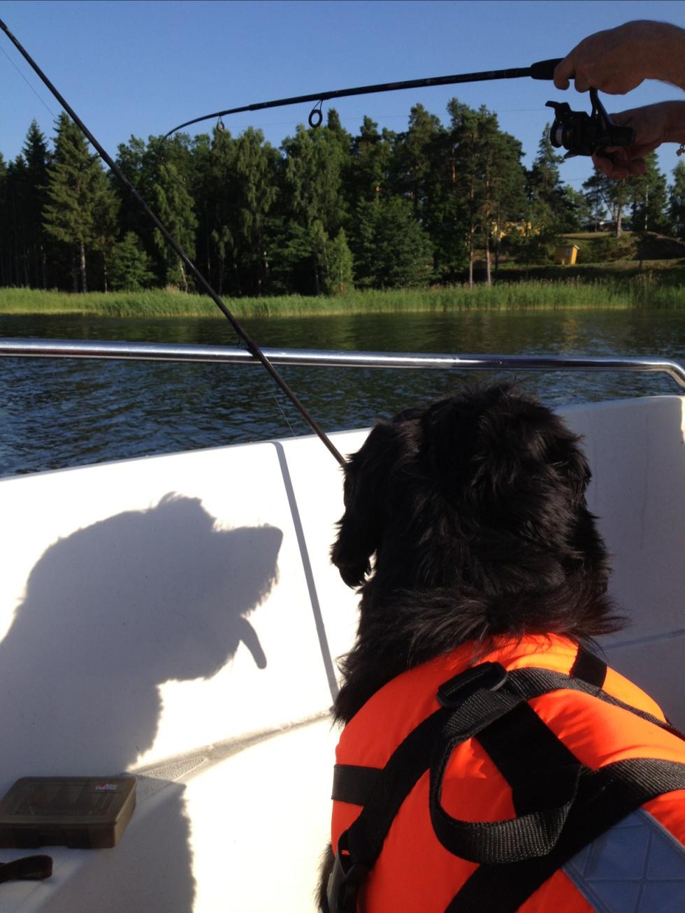 3-åriga briarden Bonus älskar att åka båt och vara med familjen så mycket som möjligt. Han följer dem som en skugga. Här fiskas det med husse vid sommarstället i Västervik.