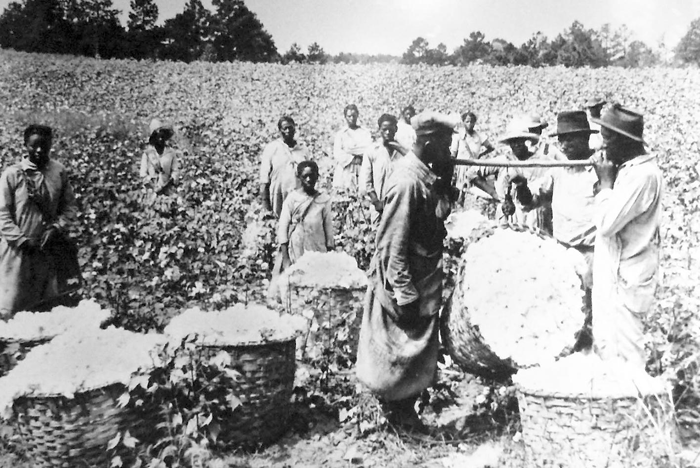Svarta slavar på ett bomullsfält i den amerikanska södern. 1860 beräknas det ha funnits 3,5 miljoner förslavade afrikaner i landet. Slaveriet förbjöds i USA efter inbördeskriget 1865.