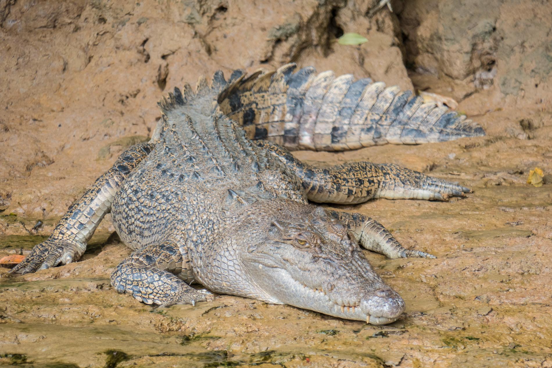 Dåtidens krokodil kunde äta vad som helst. Här är en nytida. Arkivbild.