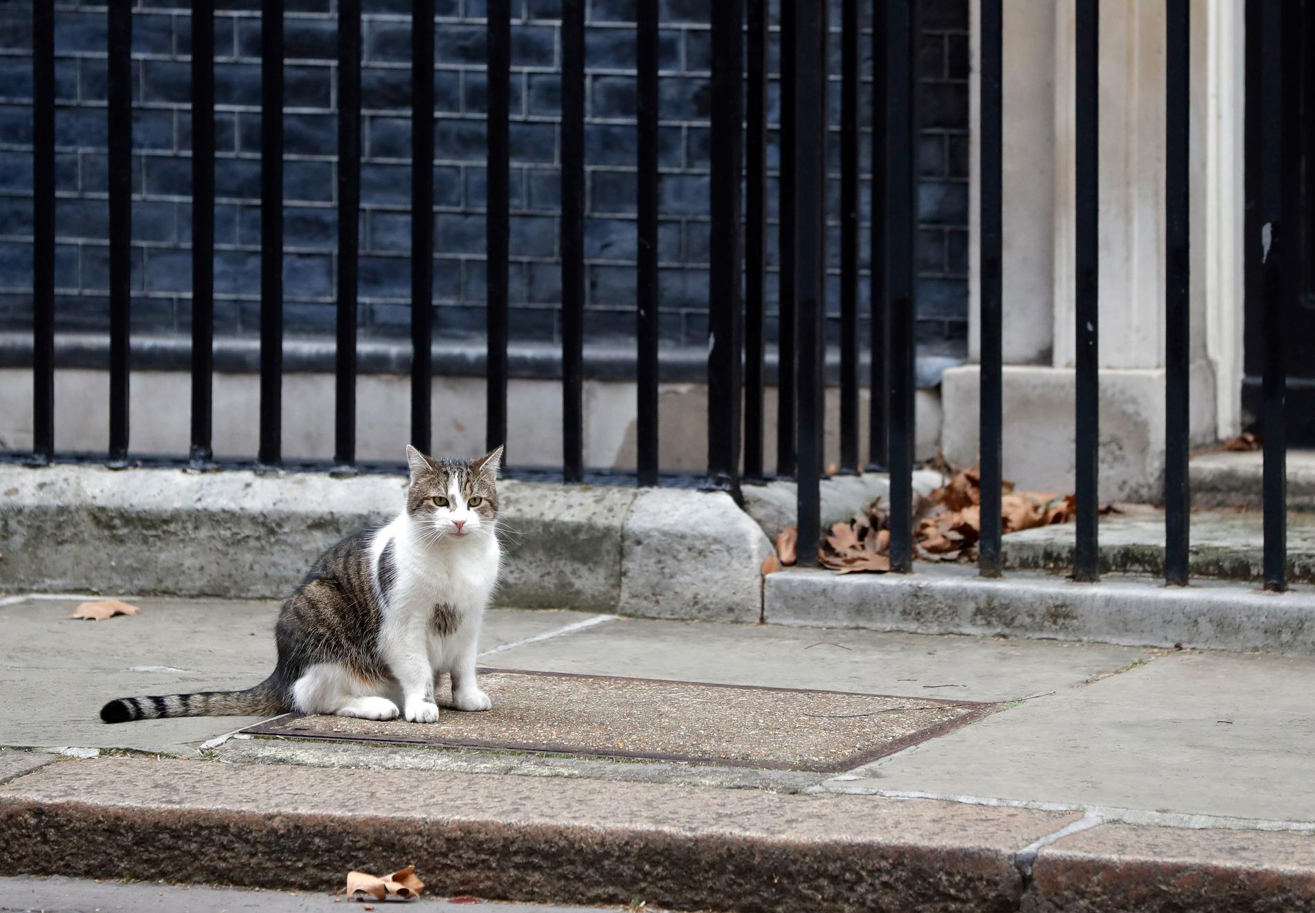 Katten Larry har inga planer på att lämna Downing Street 10, oavsett Theresa Mays sorti. Arkivbild.