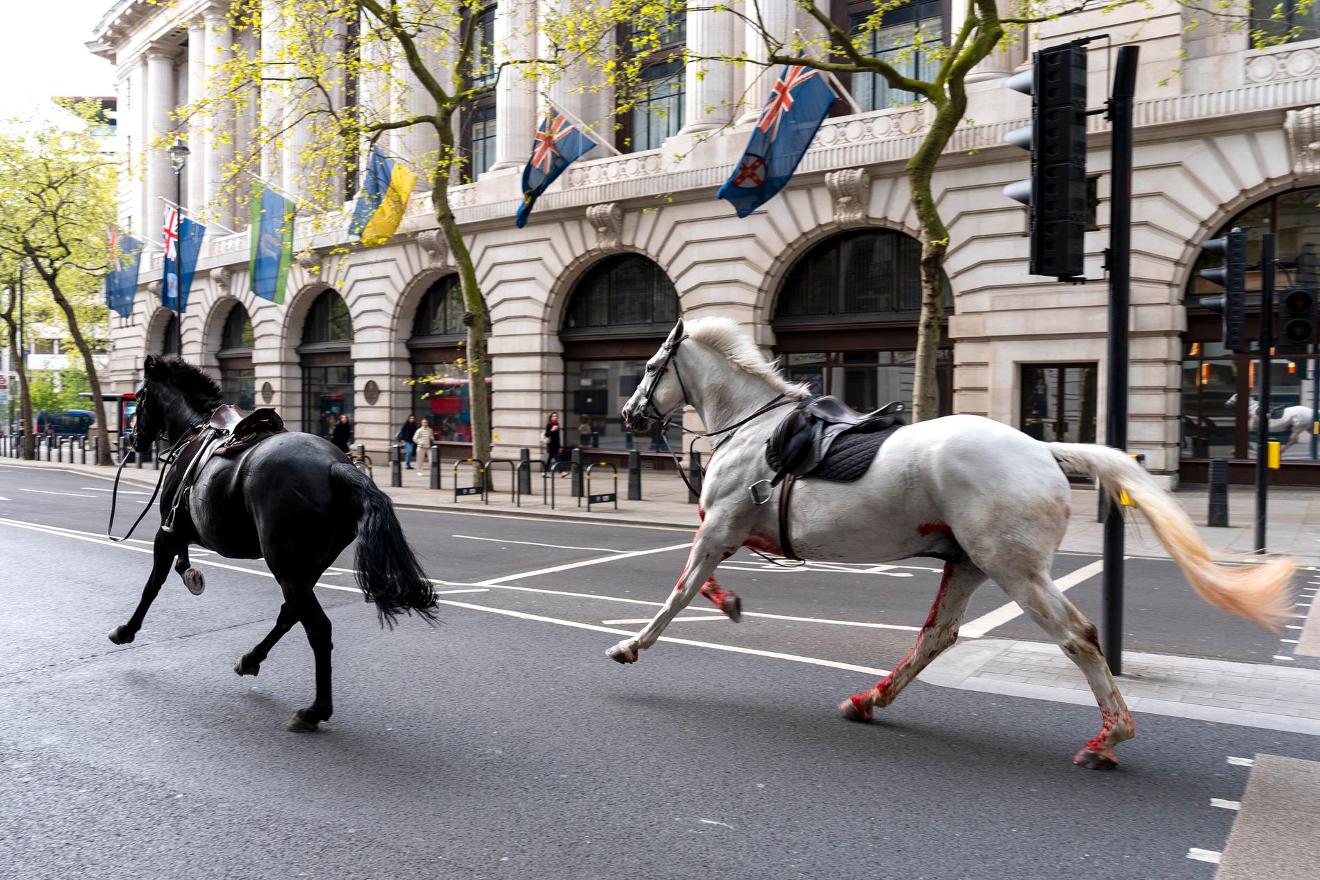 Hästarna Trojan och Vida galopperade på Londons gator under torsdagen. Den vita hästen Vida har behandlats för skärsår.