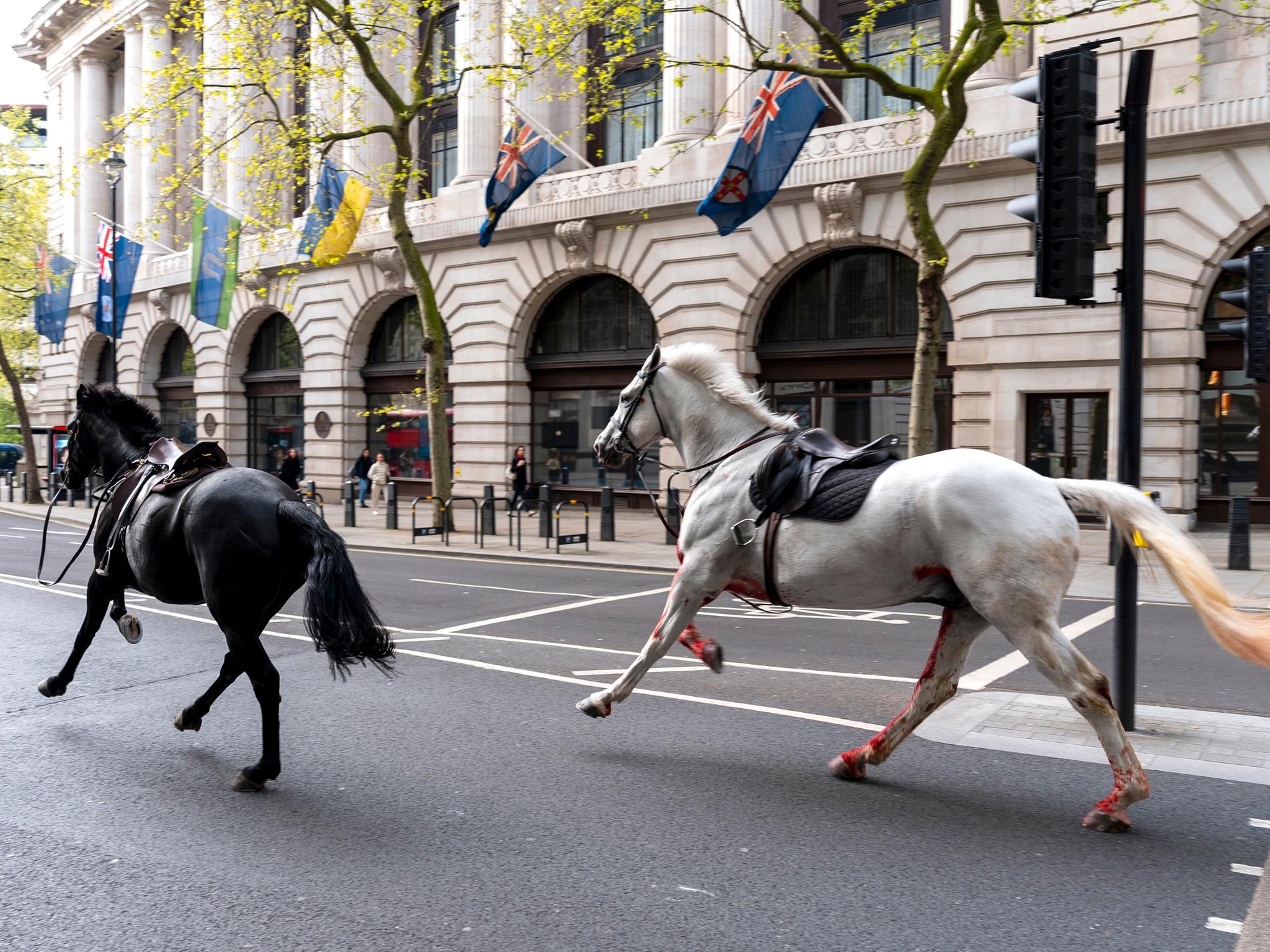 Svåra skador på hästar som löpte amok i London
