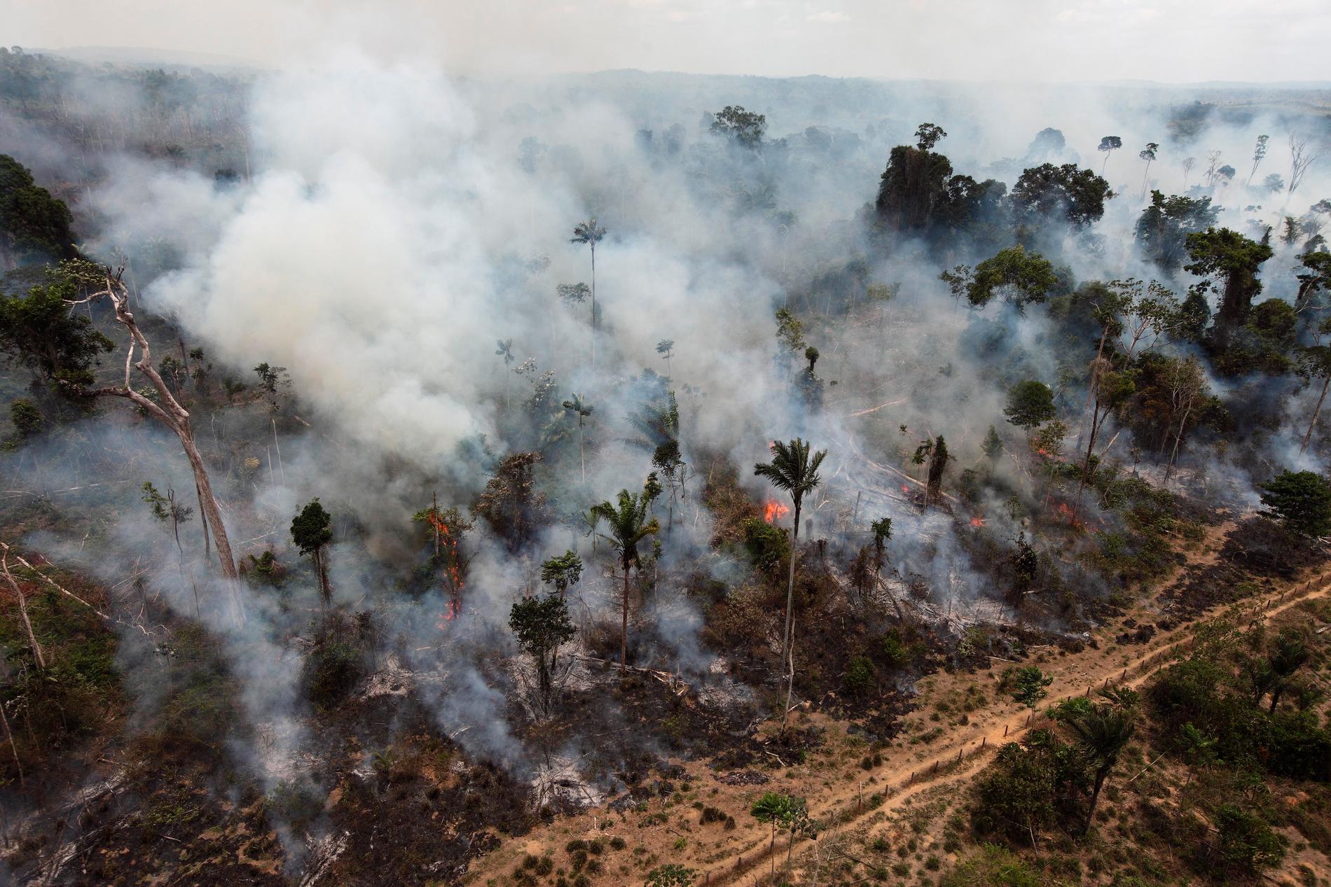Antalet skogsbränder i Amazonas har ökat rejält i år. Arkivbild från en annan brand i regnskogsområdet, tagen 2009.
