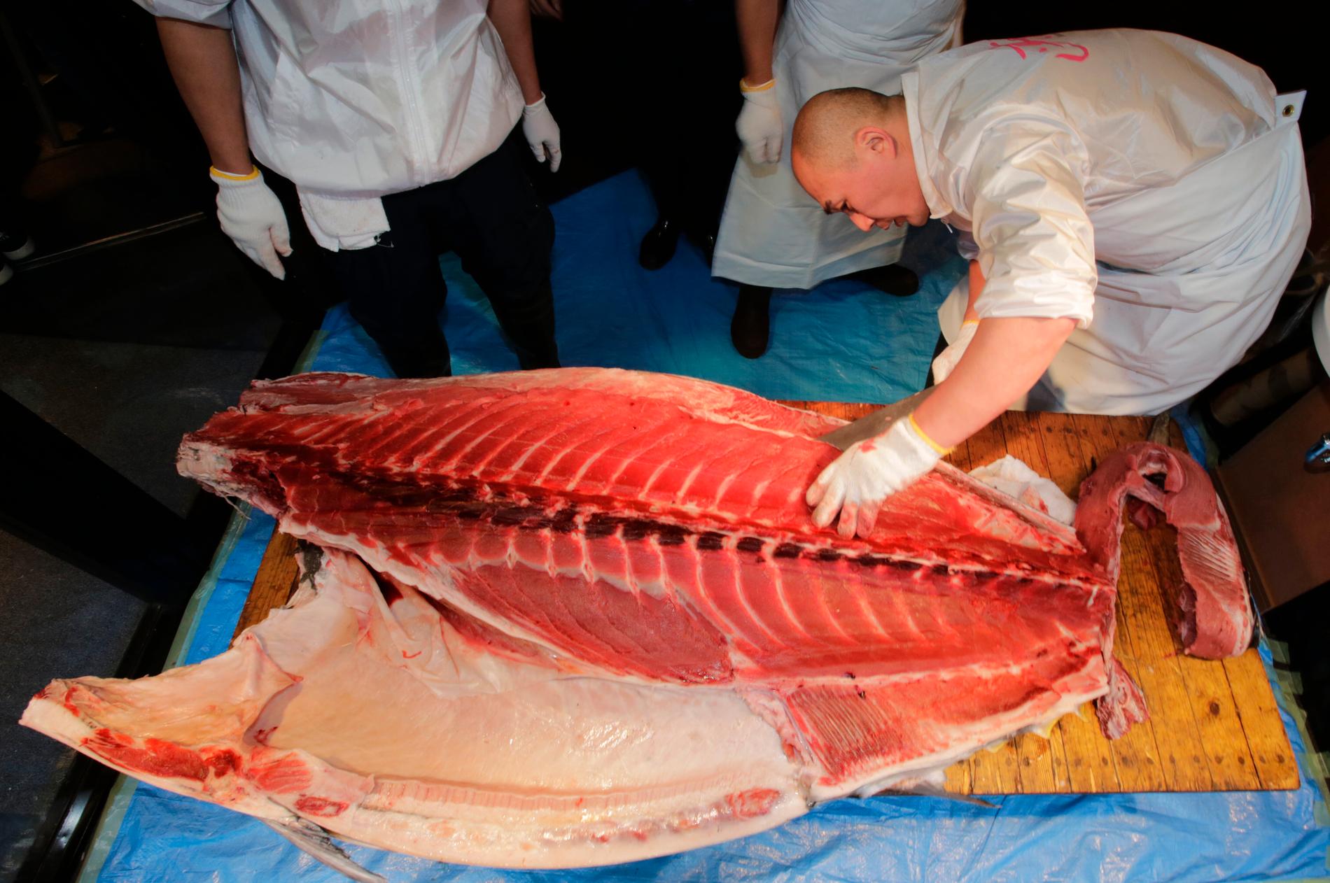 Tonfiskens öde i Japan. En 230-kilos blåfenad tonfisk, inköpt av den japanske sushikungen Kiyoshi Kimura för 7.36 miljoner yen. 