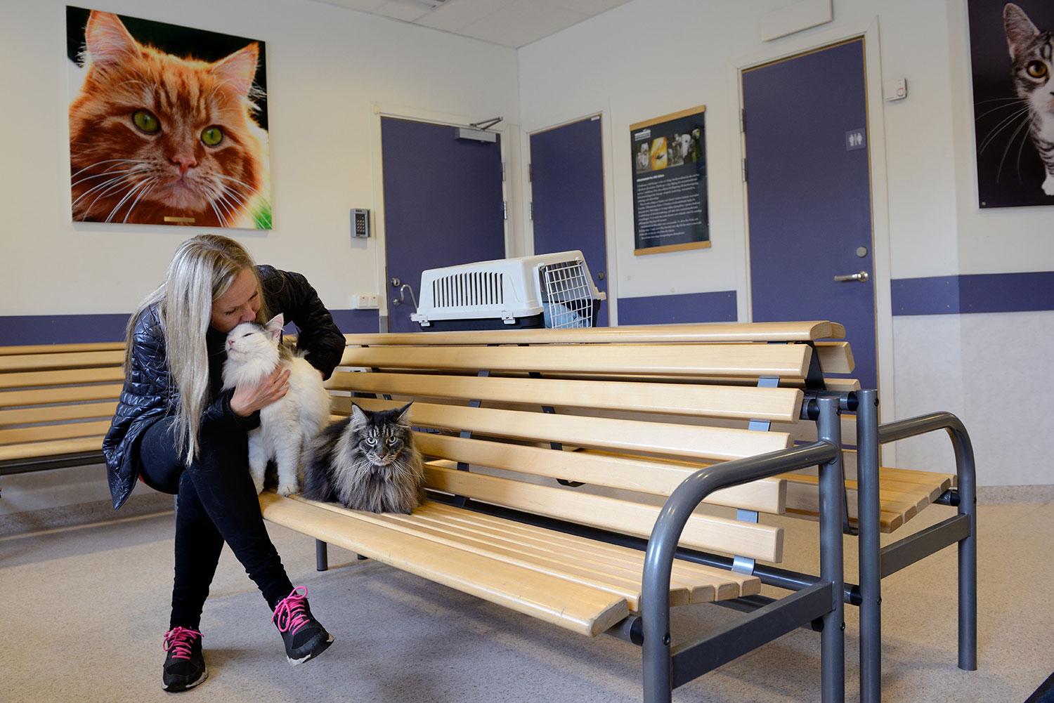 ”Katterna är verkligen jätteduktiga, båda två. De är så lugna när vi är på djursjukhuset”, säger matte Maja Bömfeldt.
