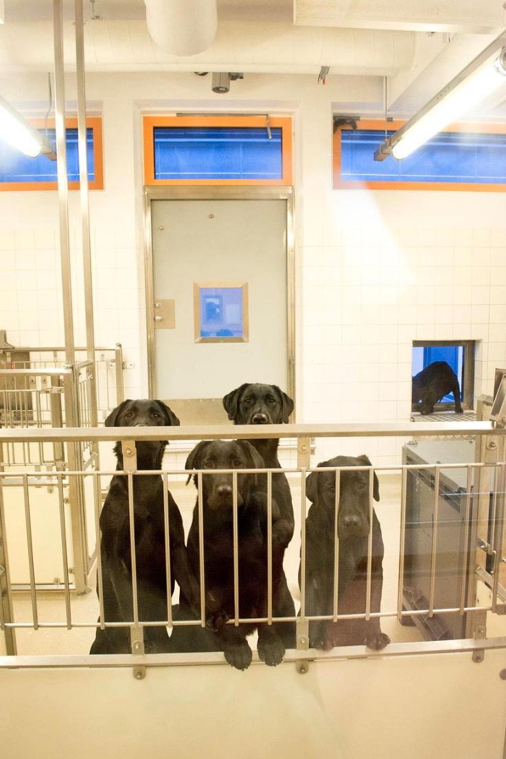 Labradorer med tandimplantat på Göteborgs universitet. Hundarna på bilden lever inte längre. Bilden är från 2012, och publicerades första gången i ett reportage i Göteborgs universitets studentkårs tidning Spionen. 