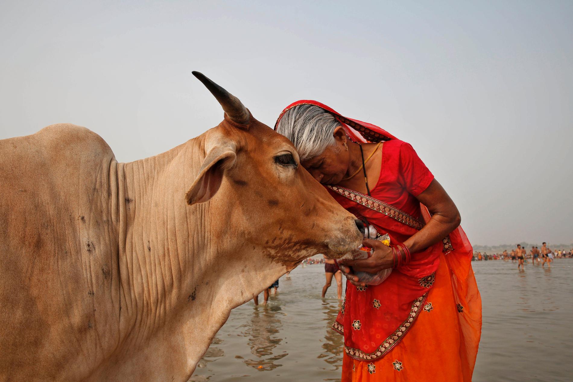 En kvinna tillber en ko i floden Ganges under en hinduistisk festival i indiska Allahabad 2014.
