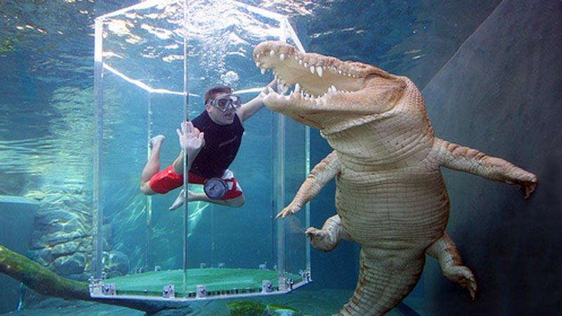 Bara en glasvägg skiljer badaren från de biffiga krokodilerna.