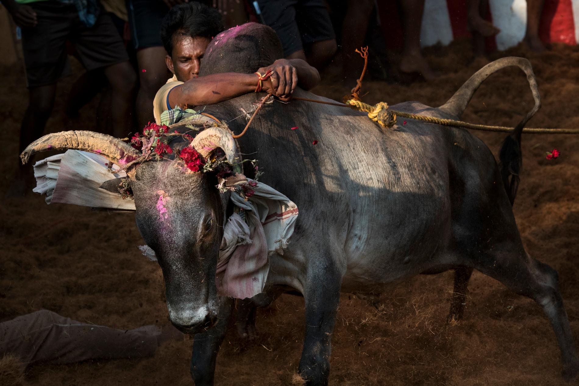 En man brottas med en tjur under den årliga tjurbrottningsfestivalen Jallikattu i den indiska delstaten Tamil Nadu 2017. Arkivbild.
