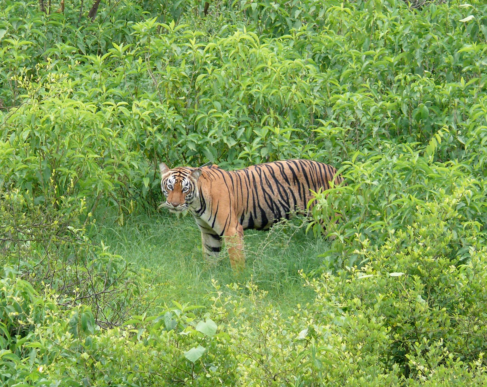 Tigerhona i nationalparken Sariska i delstaten Rajasthan i Indien. Indien har nu cirka 3 000 tigrar, två tredjedelar av hela världspopulationen.
