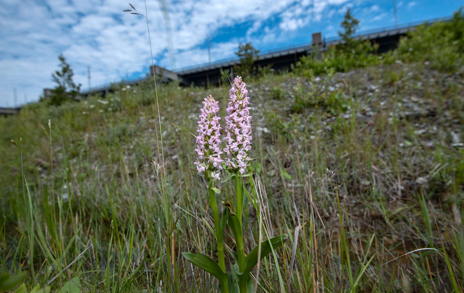 Ängsnycklar, den sällsynta orkidétypen, finns kvar på ön Pepparholm i Öresund trots förra sommarens torka.