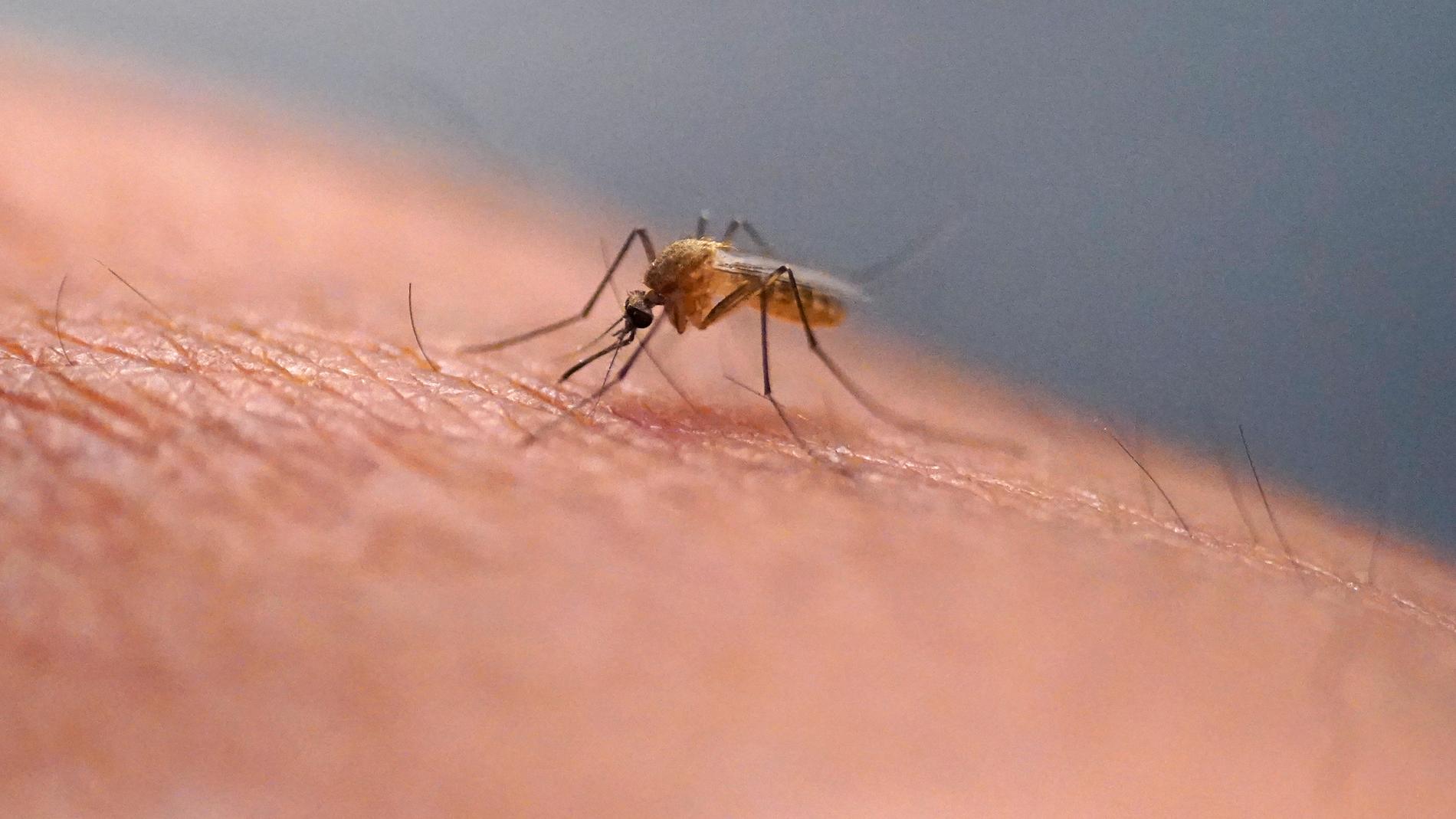 Puerto Rico har klassat det senaste utbrottet av den myggburna infektionssjukdomen denguefeber som en epidemi. Arkivbild.