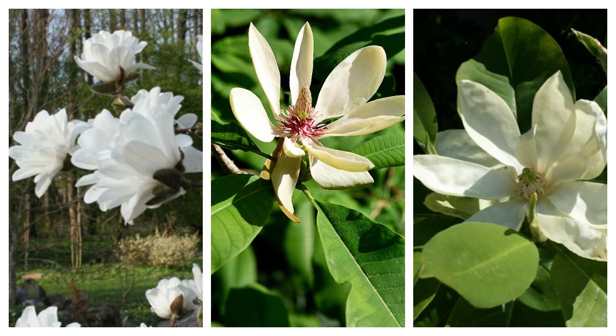 Mag's Pirouette, Baliba och Olmenhoff är Björns favoriter bland magnoliorna.
