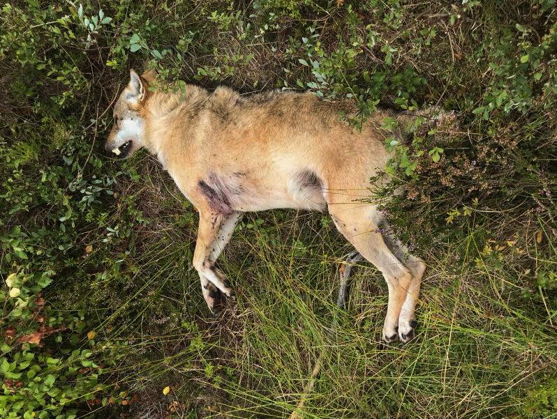 Vargen misstogs för en räv, och sköts ihjäl av en jägare i Skåne i augusti 2018. Arkivbild.