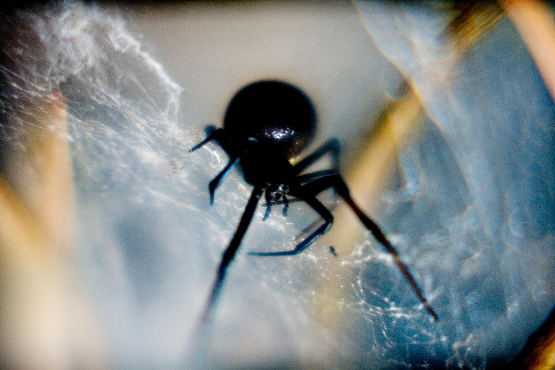 Svarta änkan finns inte som etablerad art i Sverige, säger spindelexperten Kajsa Mellbrand. 