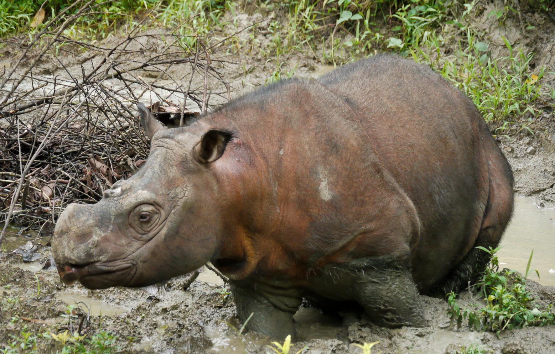 Tjuvjakt och skövling av regnskogen hotar sumatranoshörningen.