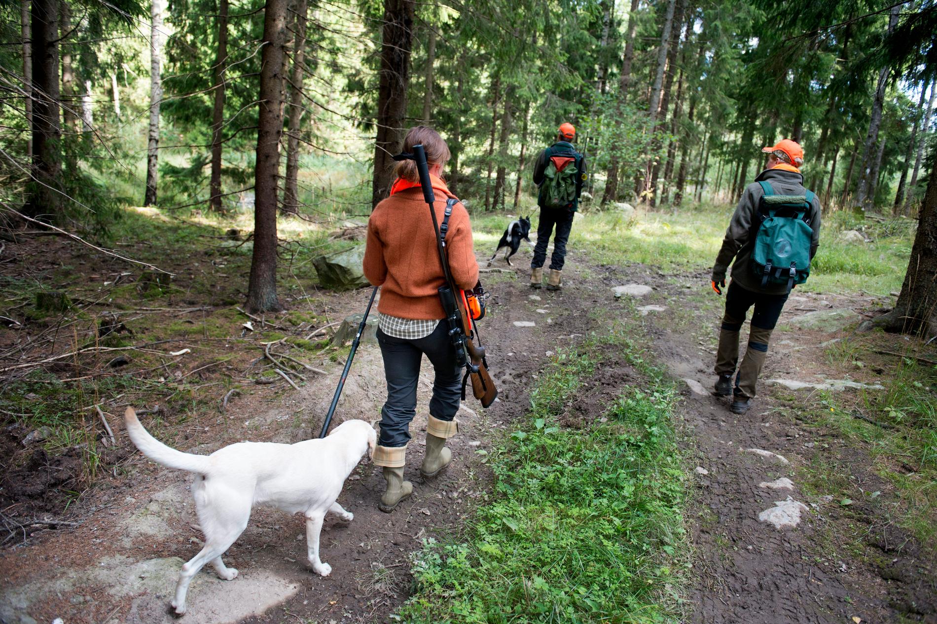 Länsstyrelsen i Kalmar har tillfälligt stoppat jakt och träning med hund på grund av värmen och torkan. Arkivbild.