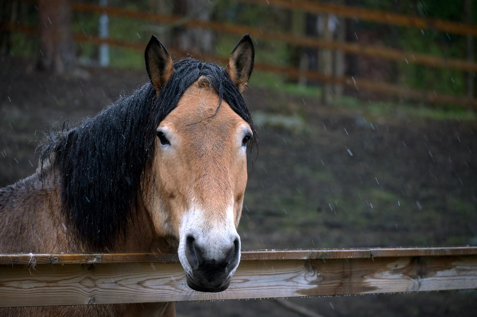 Få hästar har registrerats – trots nya regler från i höstas. Arkivbild.