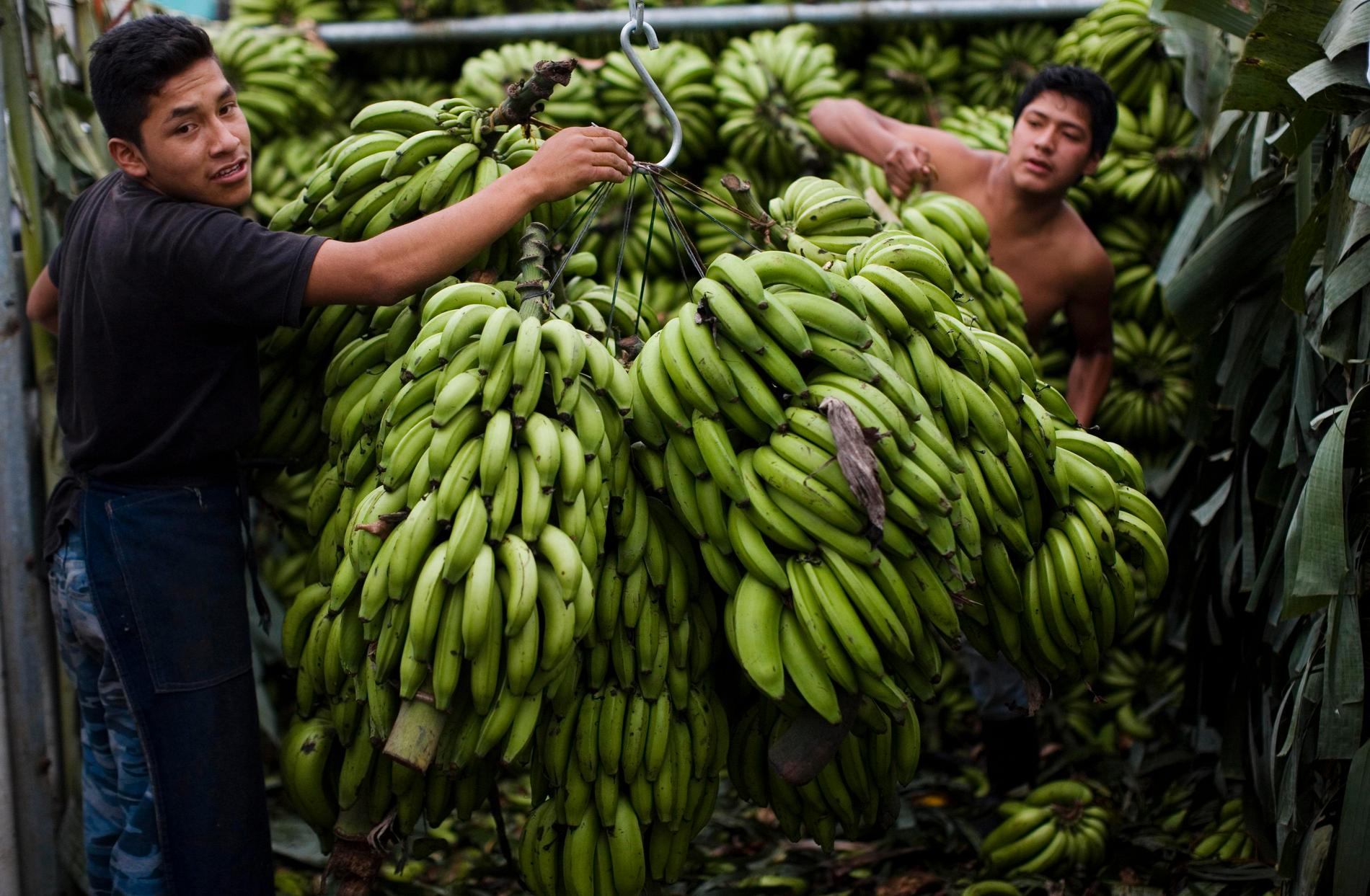 Arbetare lastar av bananer i Guatemala. Arkivbild.