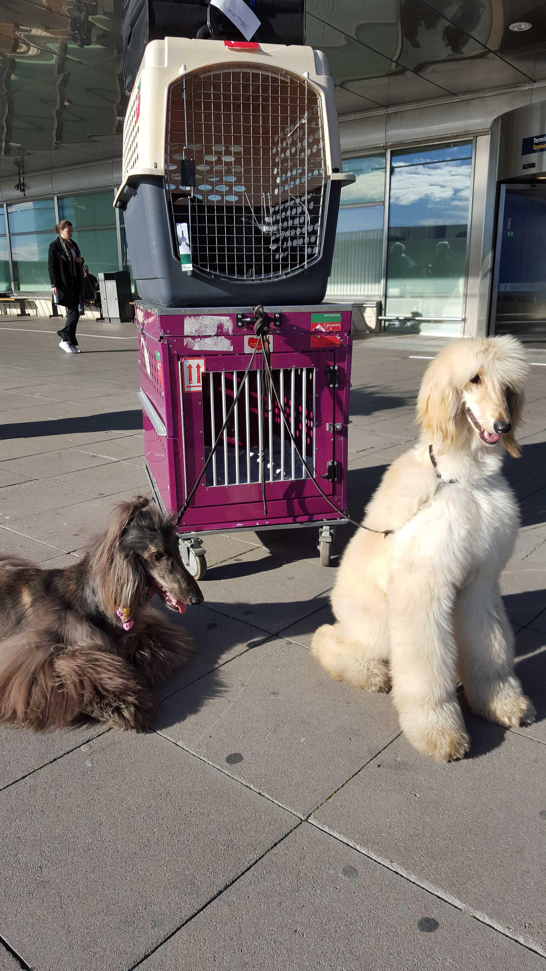 Hundarna som hamnade i flygplatsdramat.