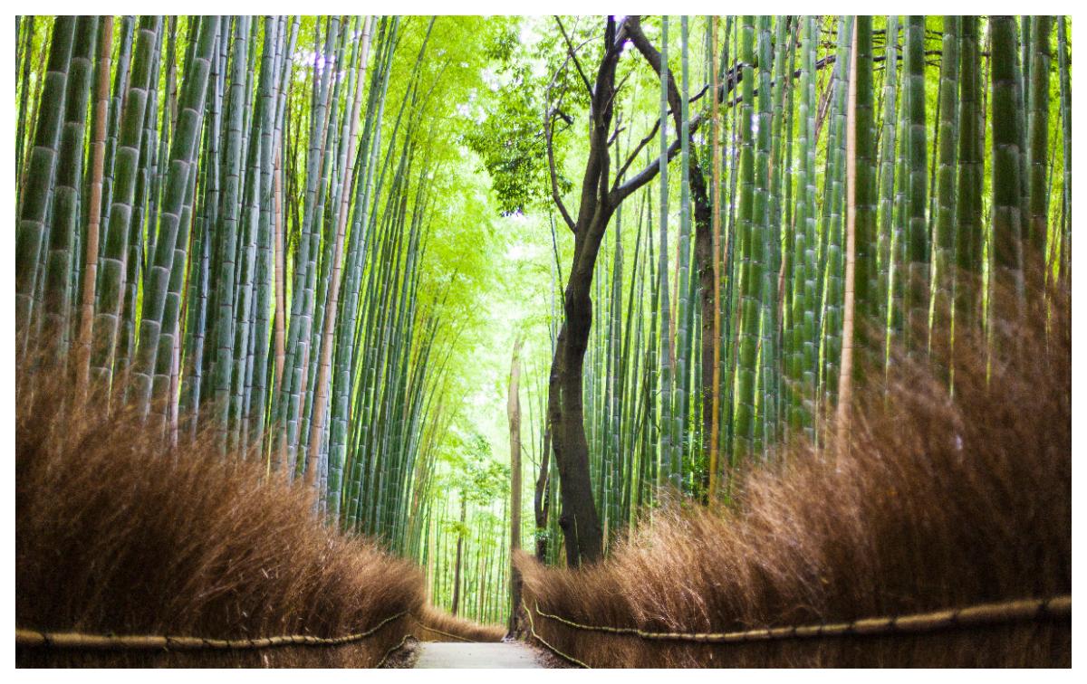 Flygpriserna kommer gå ner i Japan. Japan Airlines lanserar ett nytt lågprisbolag. Här är landets bambuskog.