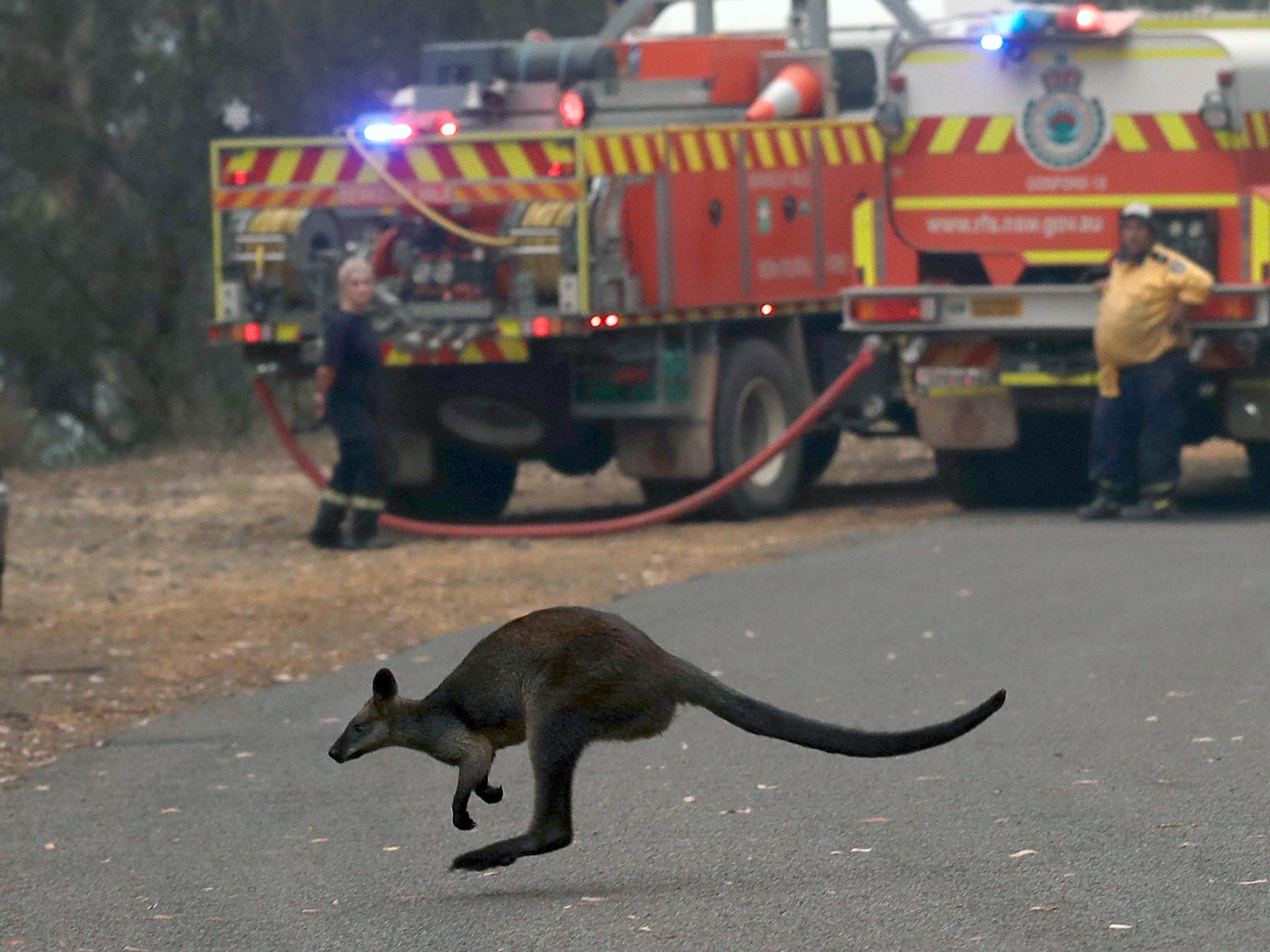 En wallaby passerar förbi två brandbilar vid en väg norr om Sydney.
