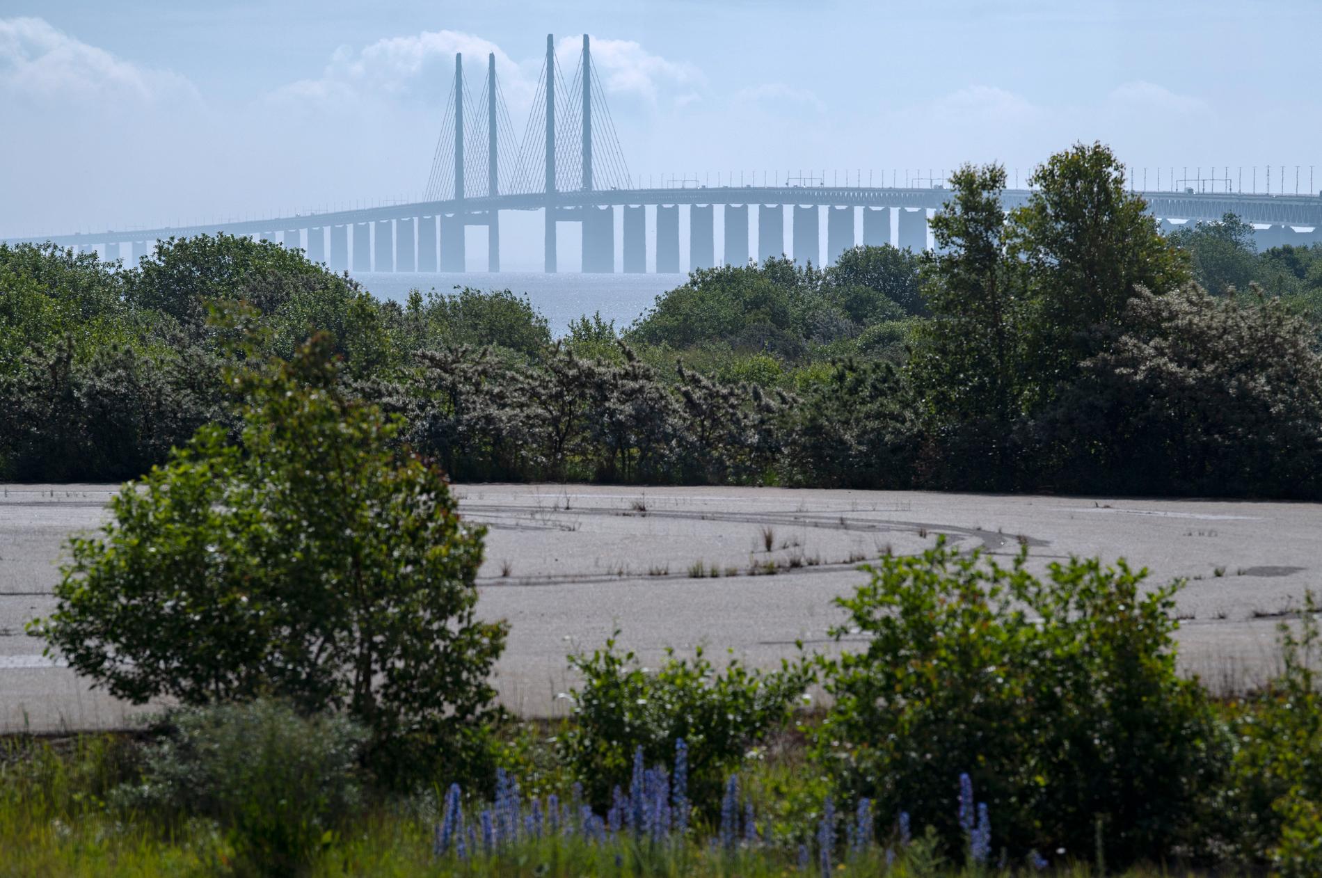 Nu i mitten av juni grönskar den konstgjorda ön, som blev klar i samband med bygget av Öresundsbron och som förbinder bron med en tunnel.