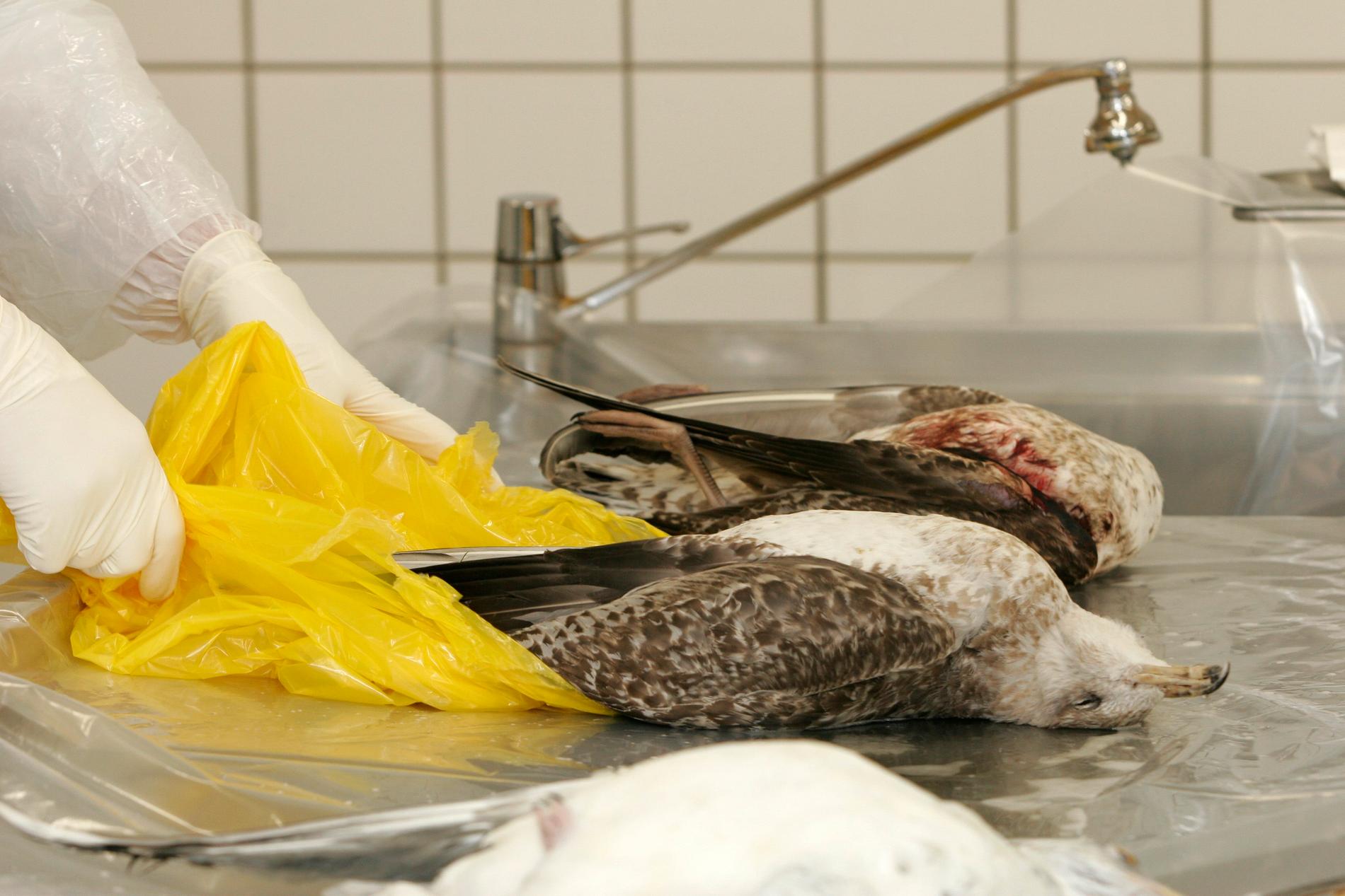 Fågelinfluensaviruset, H5N1, sprids vanligtvis främst bland fåglar, men allt fler rapporter har kommit om smittspridning bland däggdjur. Arkivbild.