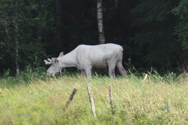 Den här unika vita älgen fotograferades av Wictors Ruuds mamma, på väg ut till sommartorpet i Munkedalen. ”Hon trodde först det var en ko på villovägar, men blev väldigt förvånad när hon insåg att det var en älg. Vi har aldrig sett en vit älg förut,” hälsar Wictor.