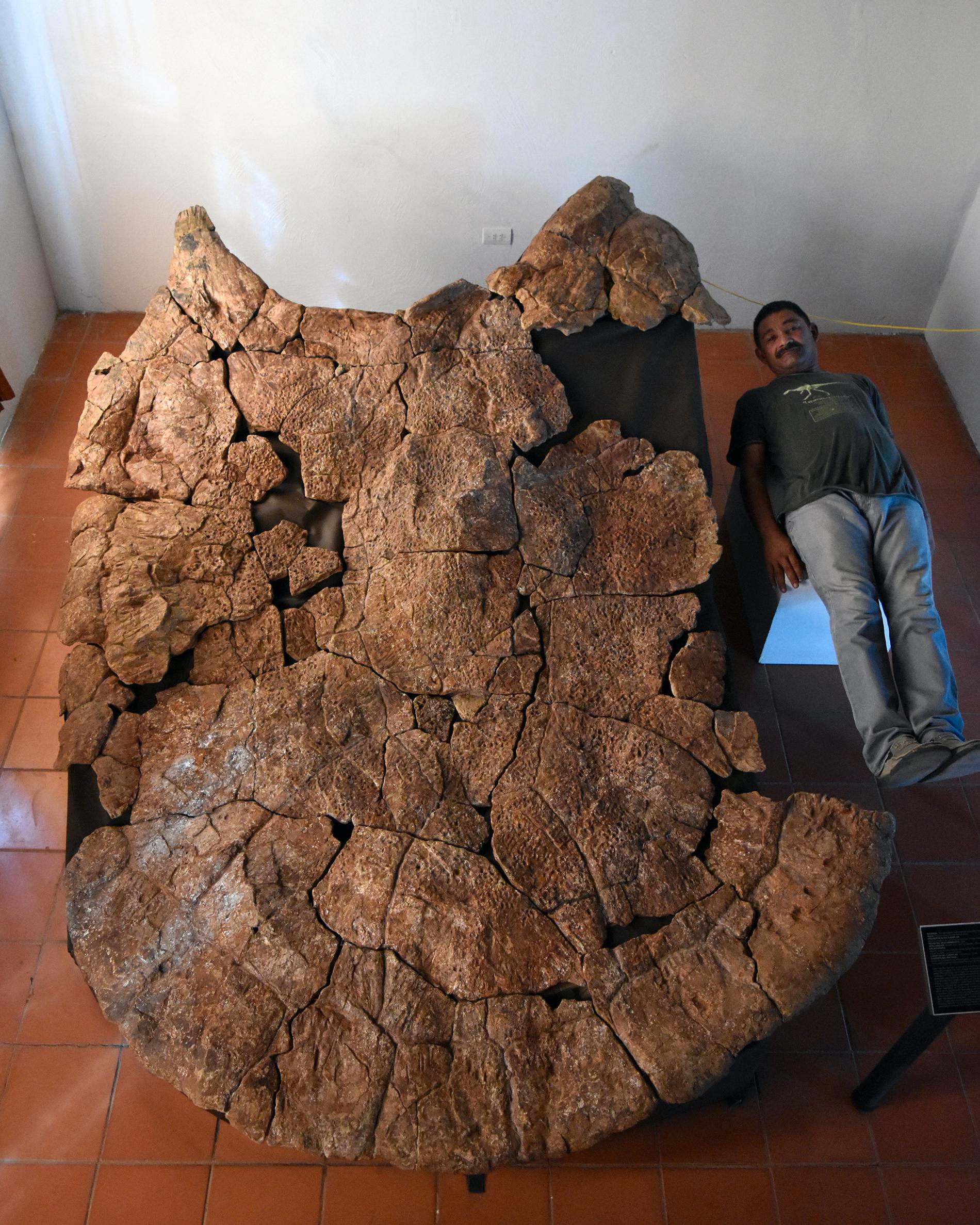 Fossilet hittades i åtta miljoner år gamla avlagringar i Venezuela. På bilden jämför sig den venezuelanske paleontologen Rodolfo Sánchez med sköldpaddans ryggsköld.