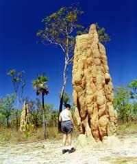 Sue-Ann Levy beundrar de mäktiga katedral-termitstackarna, hem för miljoner termiter.