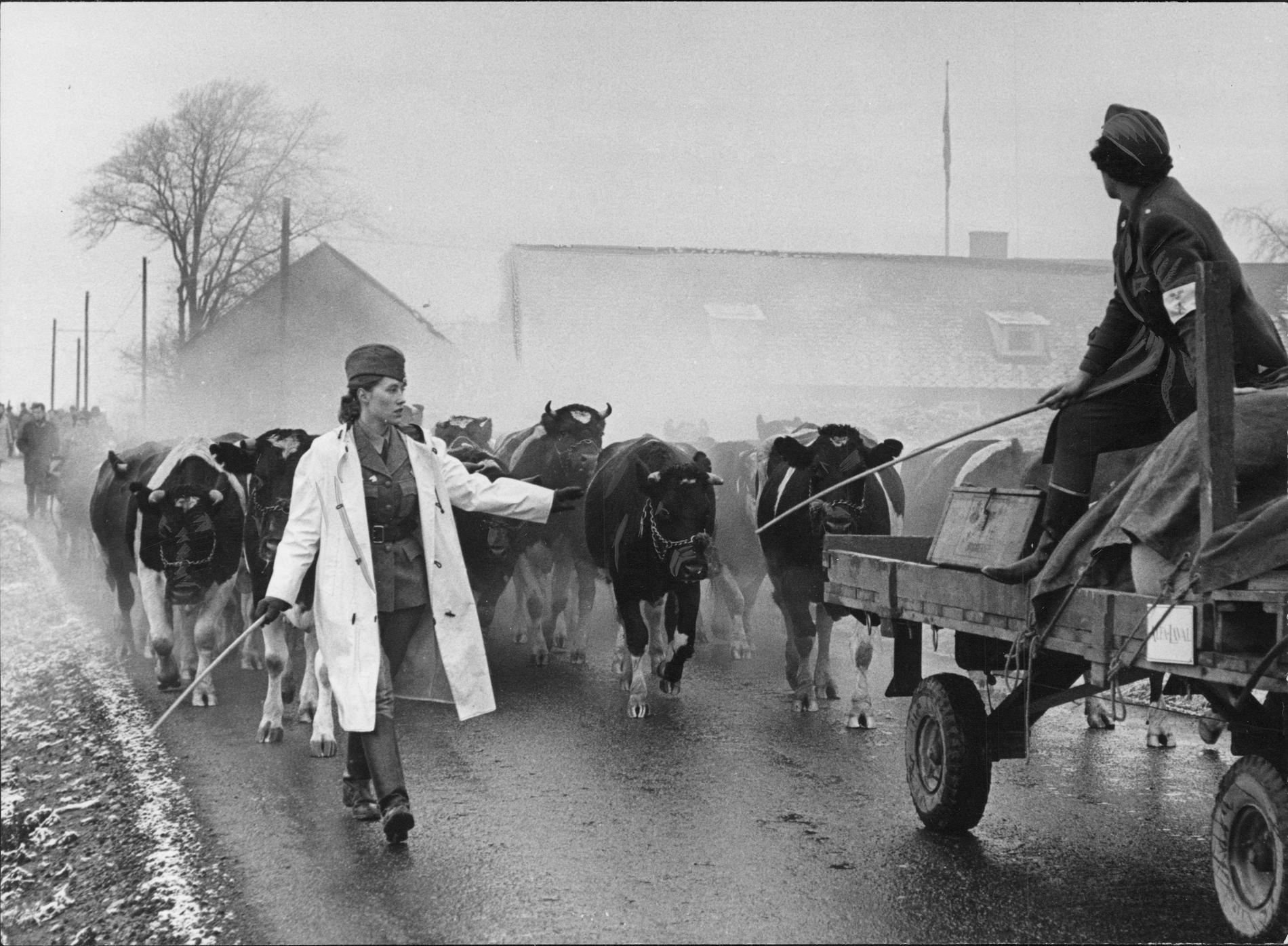 Bild från Operation utrymning 1962. En karavan med kor leds av en kvinna från Svenska Blå stjärnan.