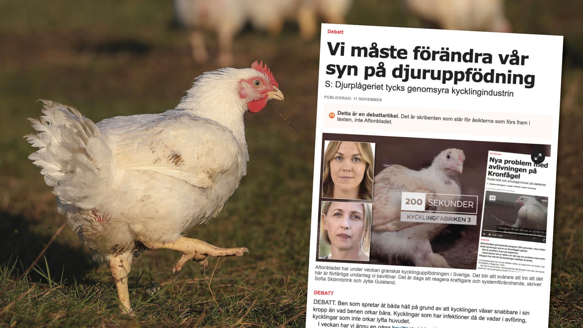 Vi hoppas att Jytte Guteland och Sofia Skönnbrink lämnar sina skrivbord och besöker något av våra lantbruk. Ni är välkomna att se hur svenska kycklingar föds upp i Sverige i dag. Replik från sju lantbrukare.