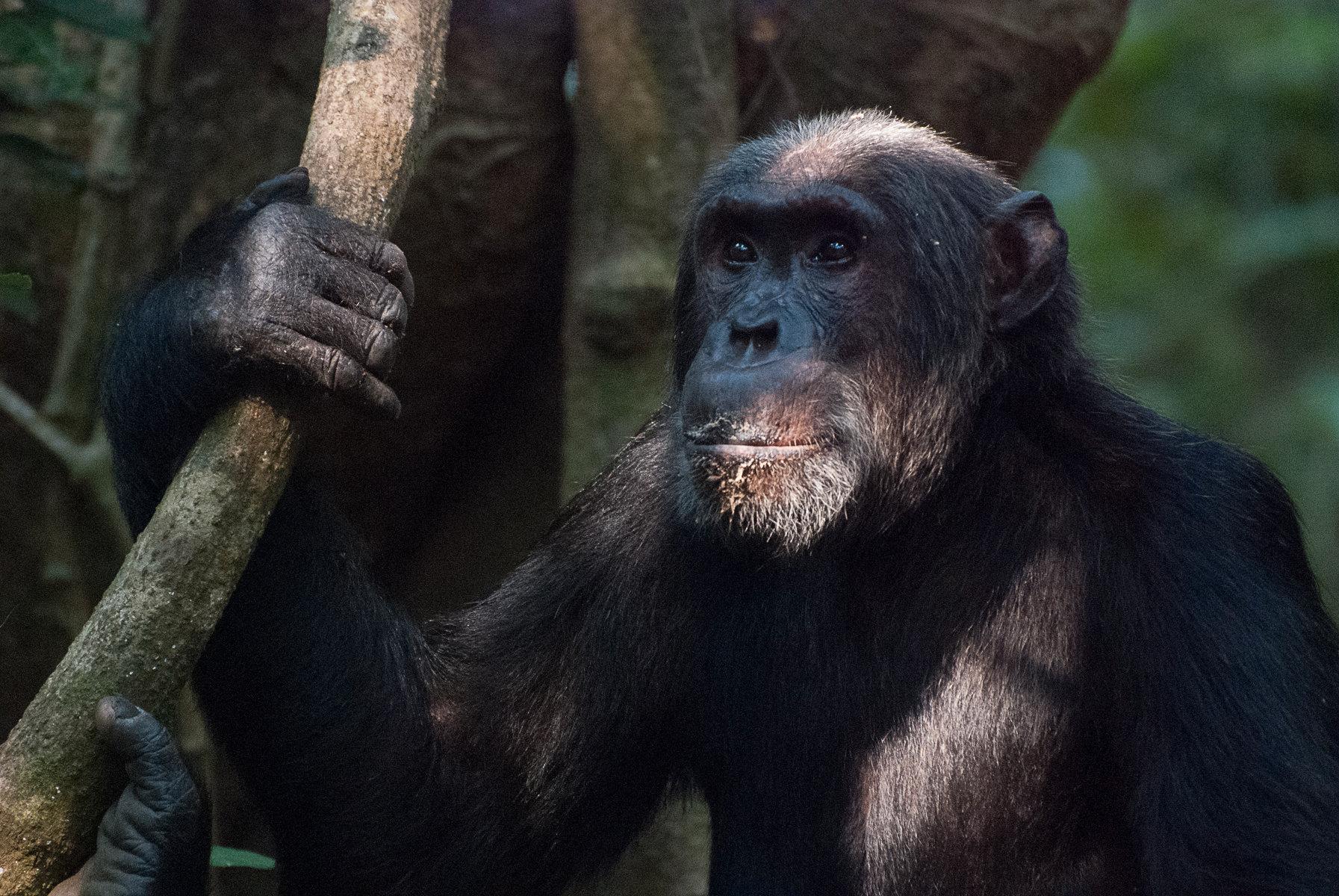 Den vanliga schimpansen har ett stort utbredningsområde i Afrika, men den finns inte söder om Kongofloden där den ersätts av bonobon. På bilden en äldre hanne av vanlig schimpans.