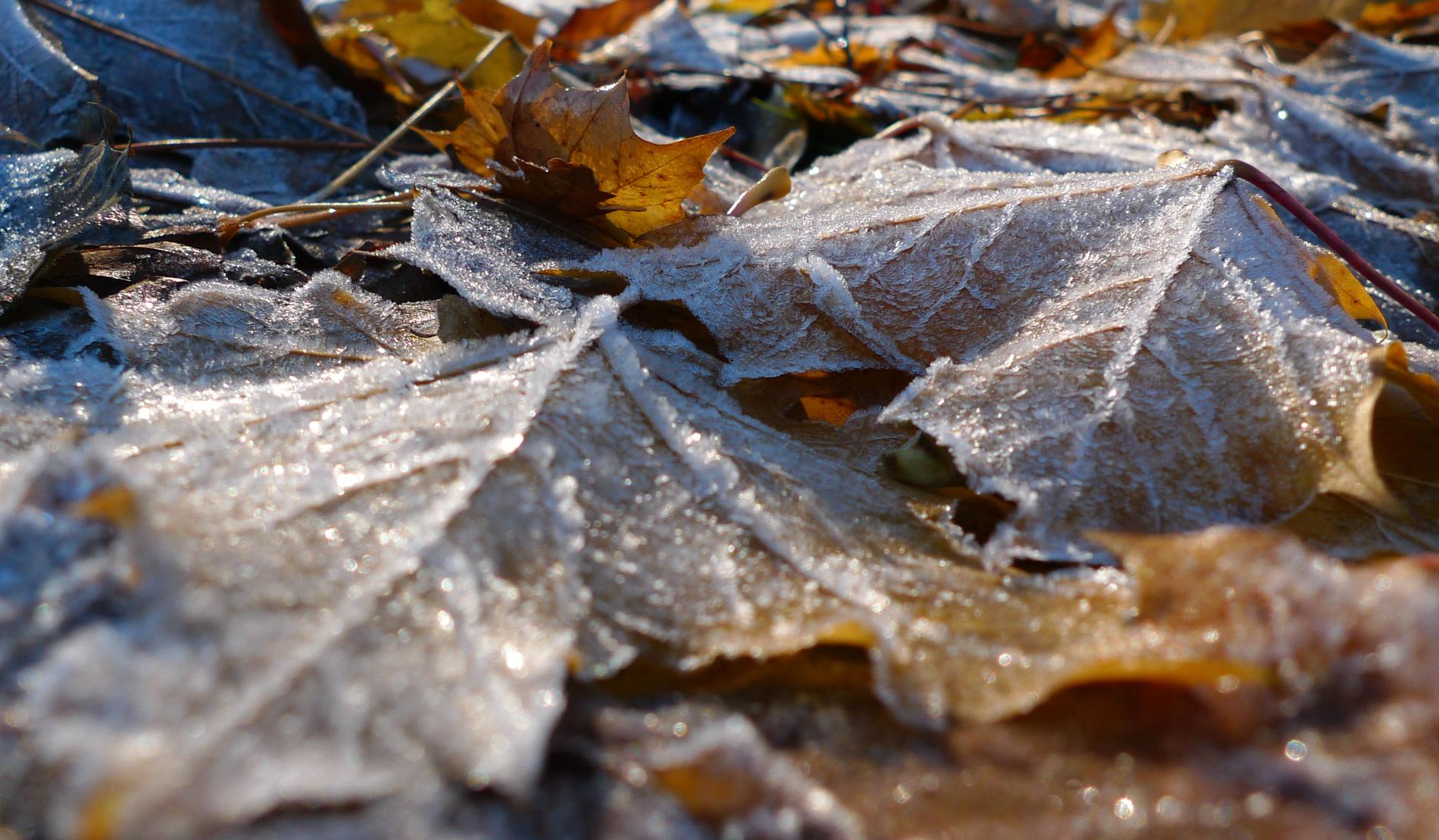 Frostnätter i stora delar av landet när hösten är i antågande. Arkivbild.
