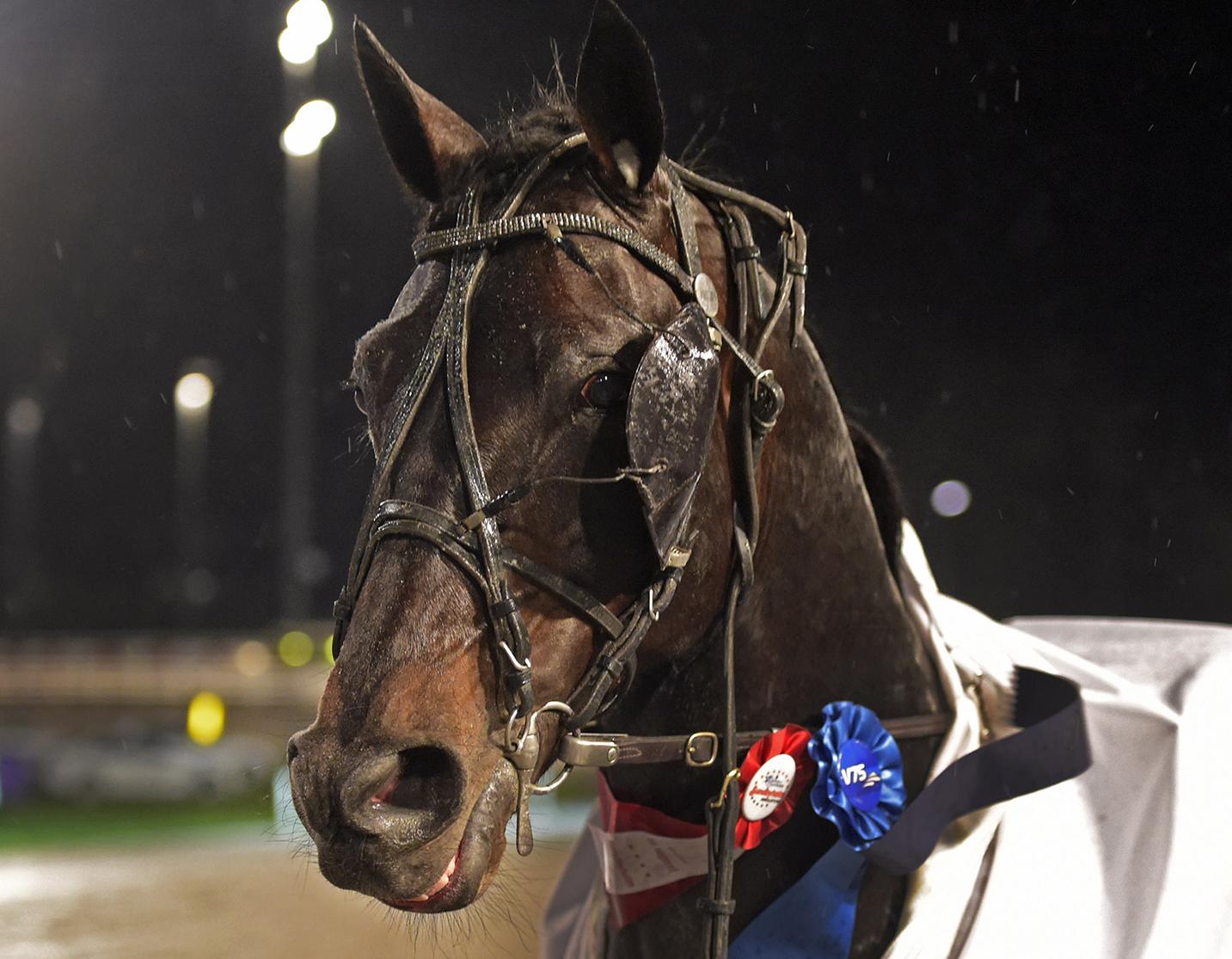 ”Det är en häst som går till guld”, säger amatörtränaren Morten Waage om Track Angel.
