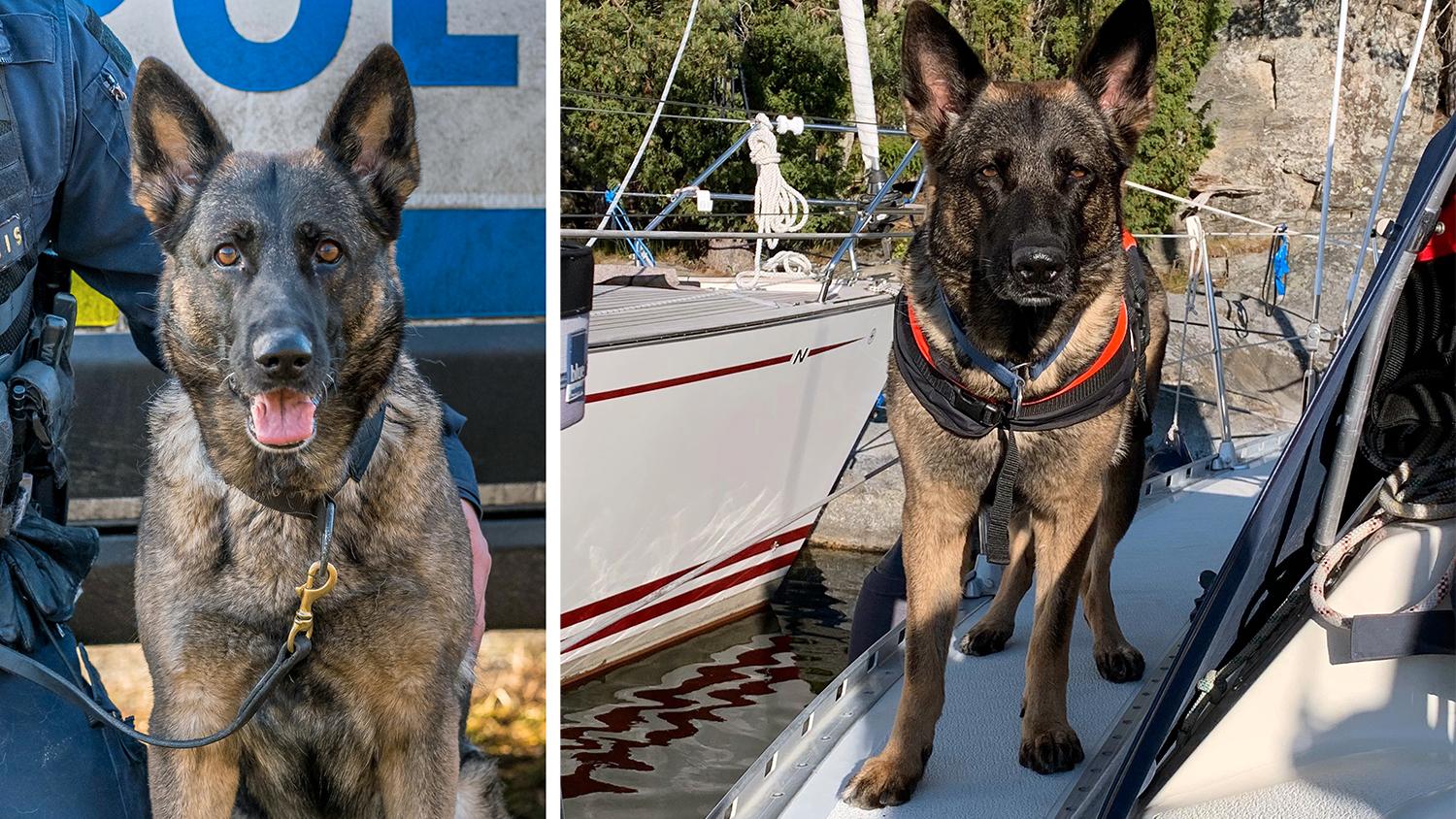 Från polishund till båtshund. Magda arbetade fram till förra året som polishund. Numera är hon pensionär men det hindrar henne inte från att fortsätta göra viktiga insatser i samhället.