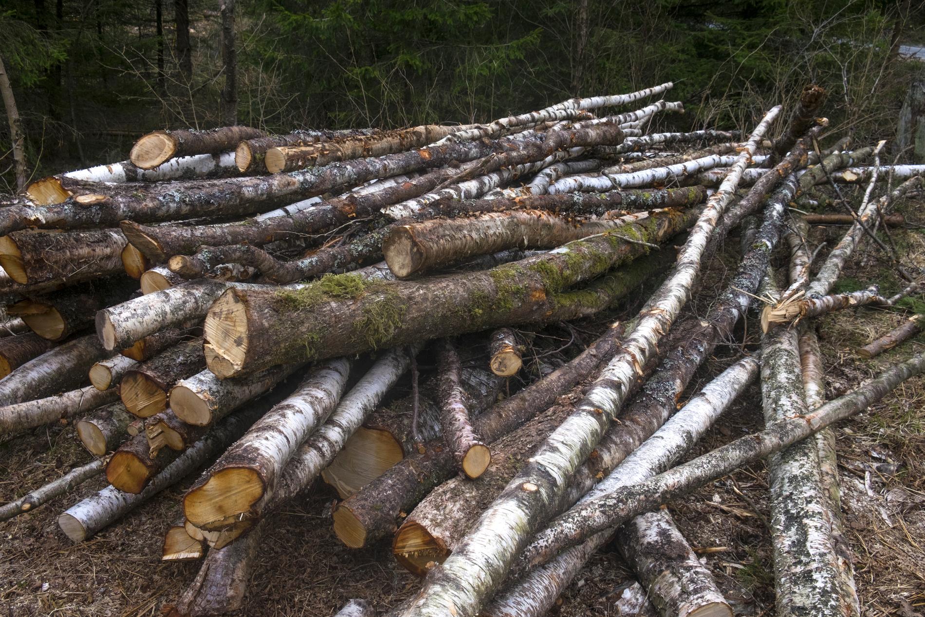 Halmstads kommun kan komma att kräva över 15 miljoner kronor i skadestånd för en olovlig skogsavverkning i Tylösand. Arkivbild.